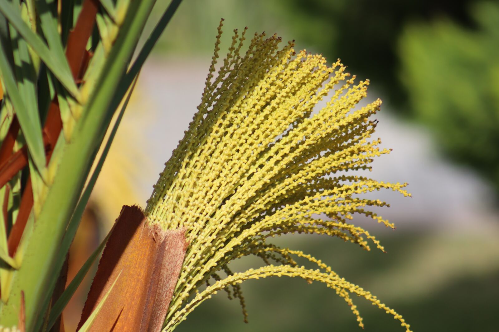 Canon EF75-300mm f/4-5.6 sample photo. Palm, blossom, bloom photography