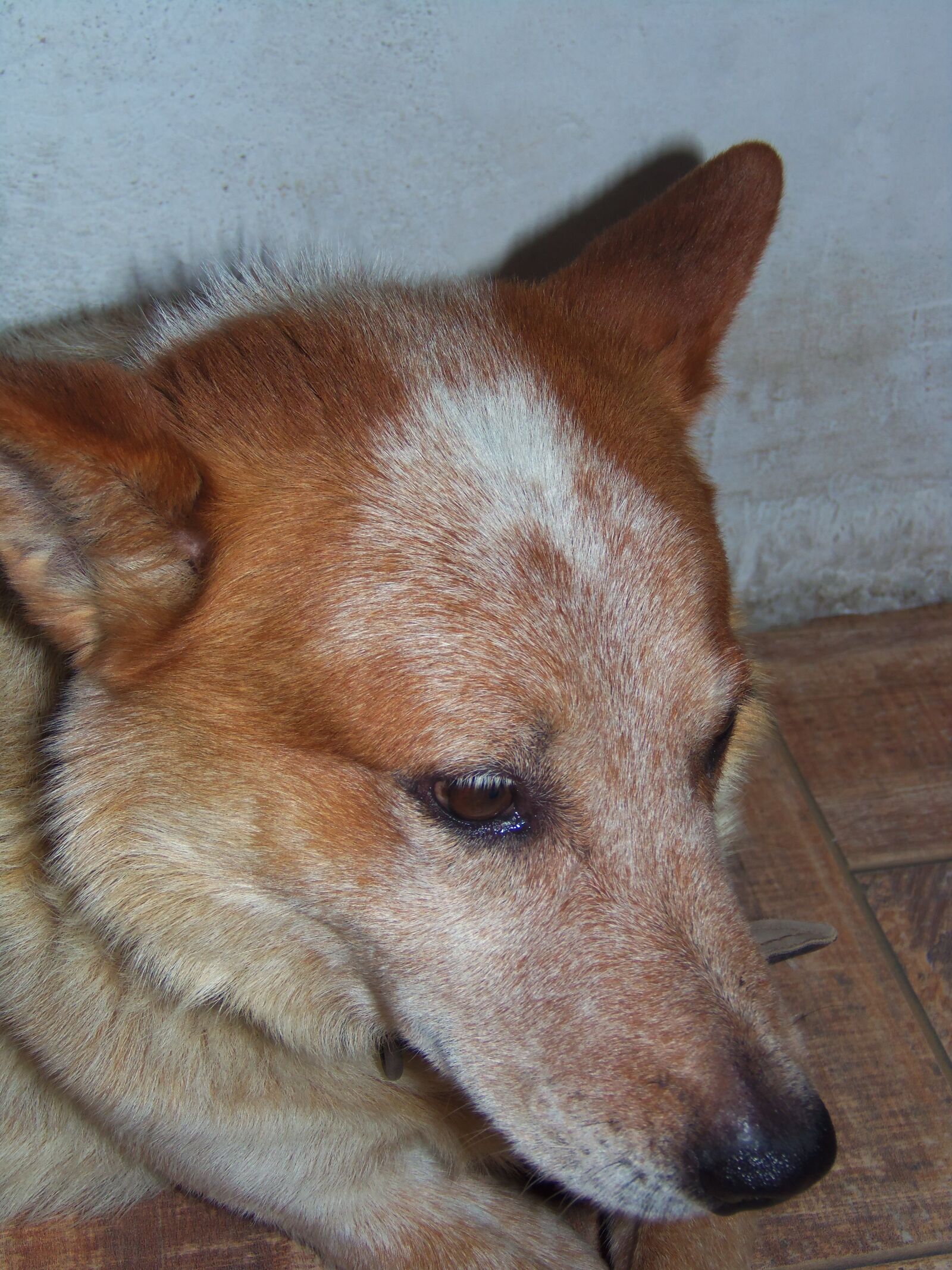 Nikon COOLPIX L315 sample photo. Sherlock the "red healer" photography