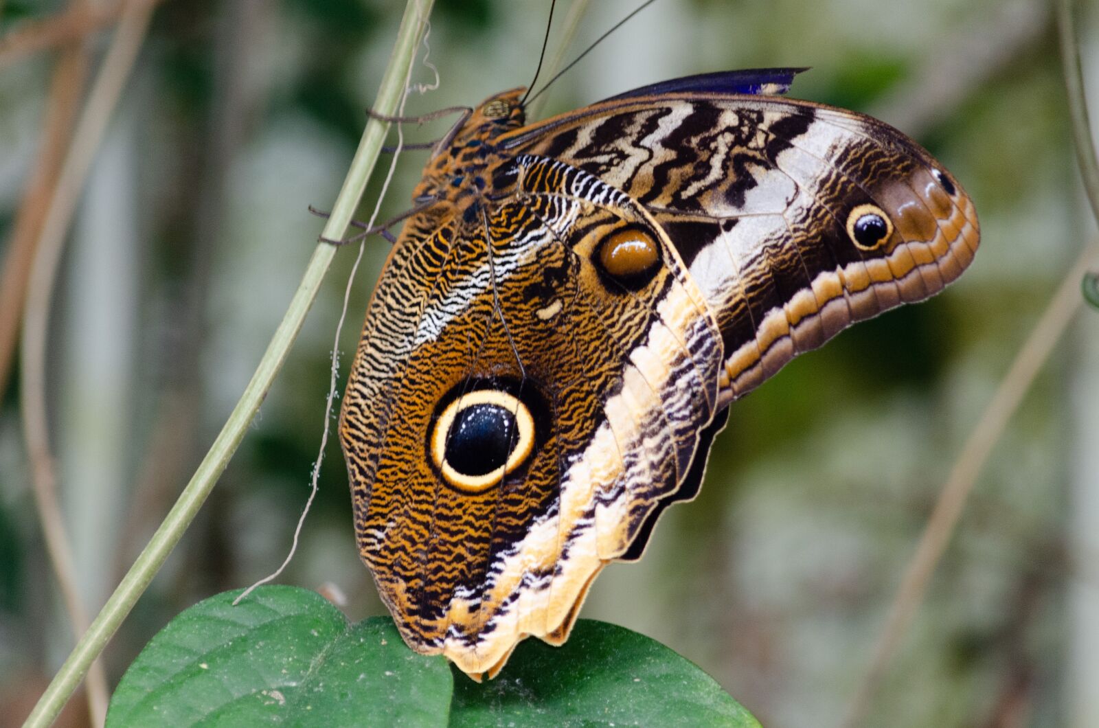 Nikon D5100 sample photo. Nature, butterfly, bug photography