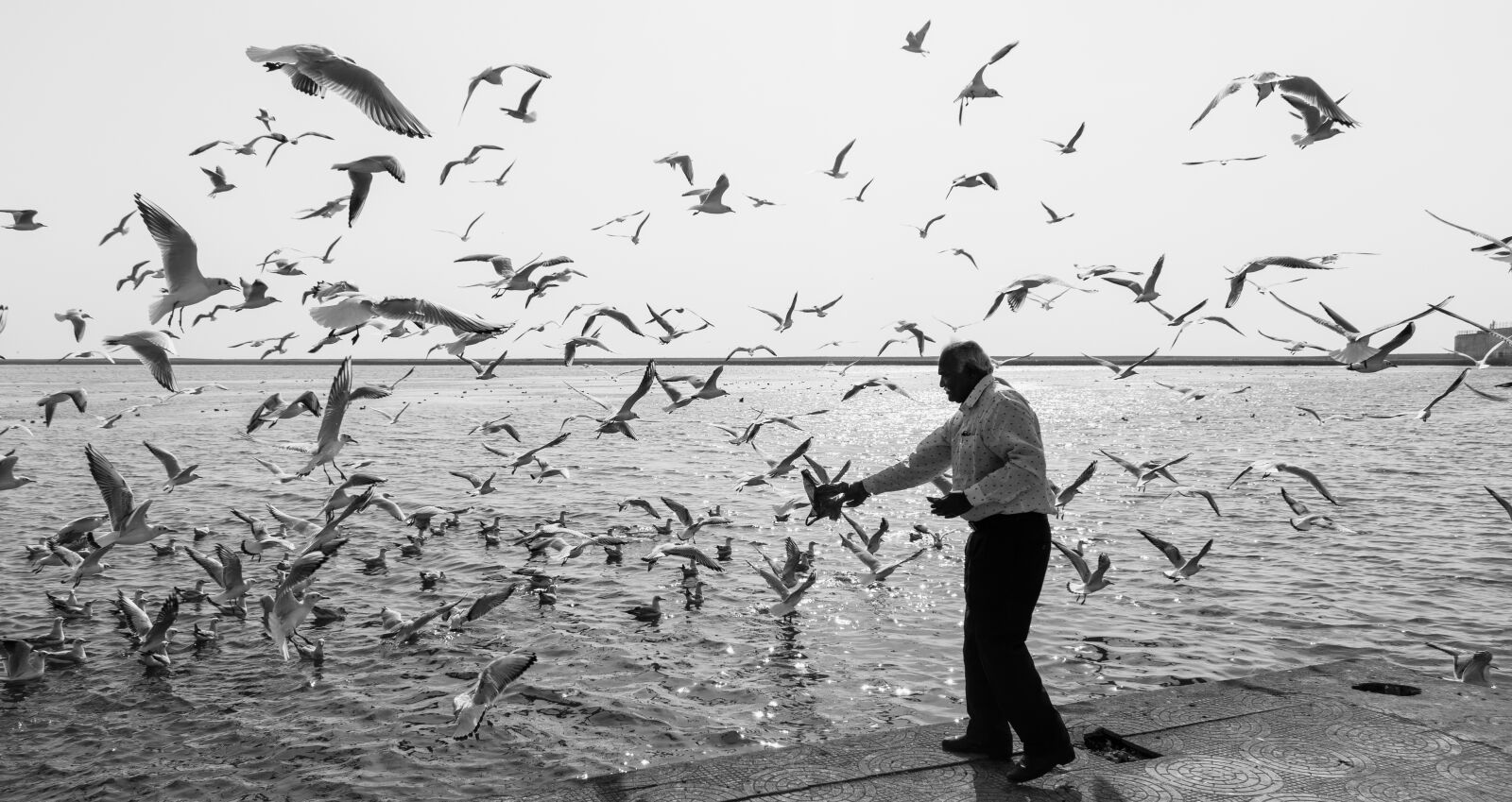 Nikon D5600 sample photo. Birds, india, water photography