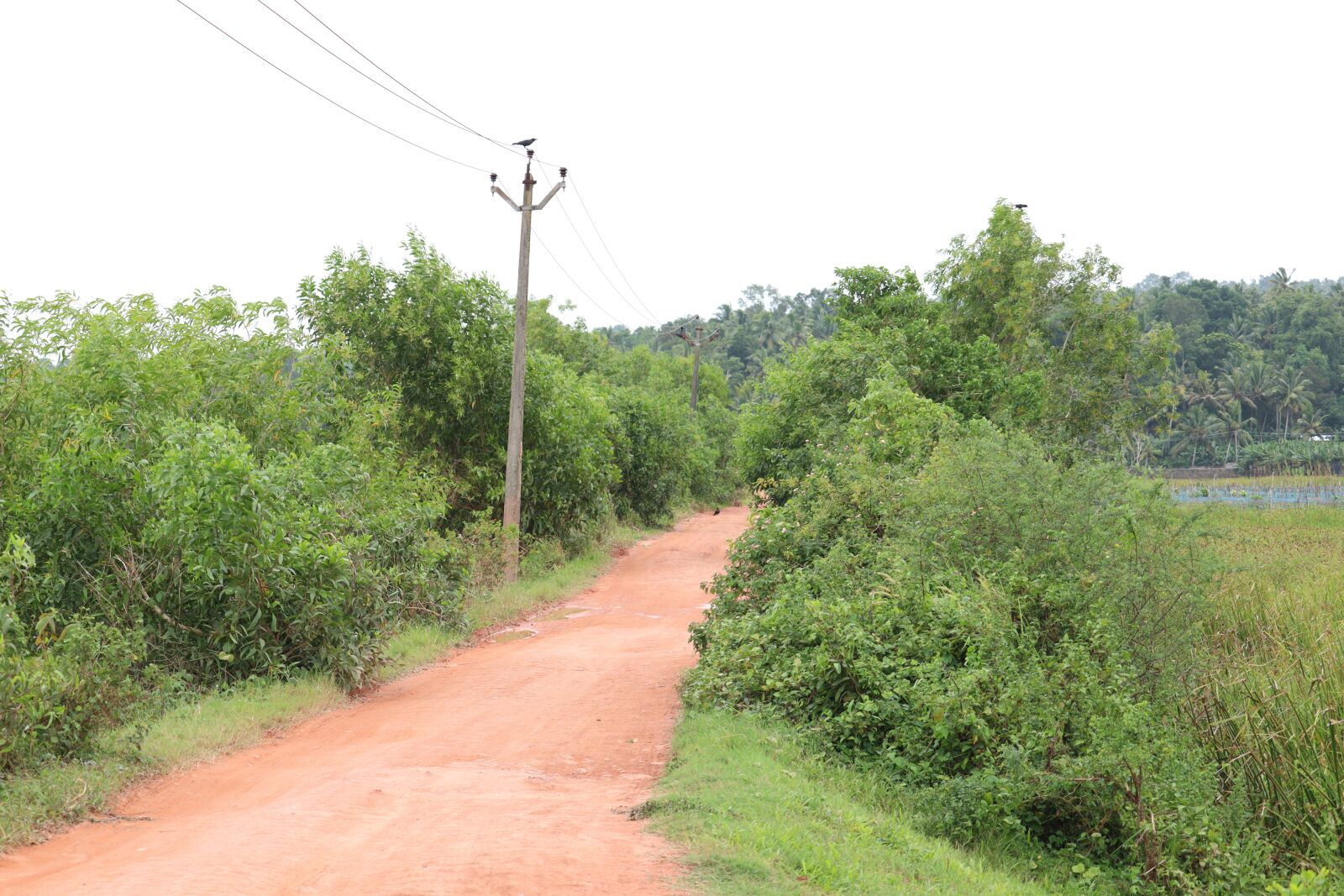 Canon EOS 250D (EOS Rebel SL3 / EOS Kiss X10 / EOS 200D II) sample photo. Kerala, green, nature photography