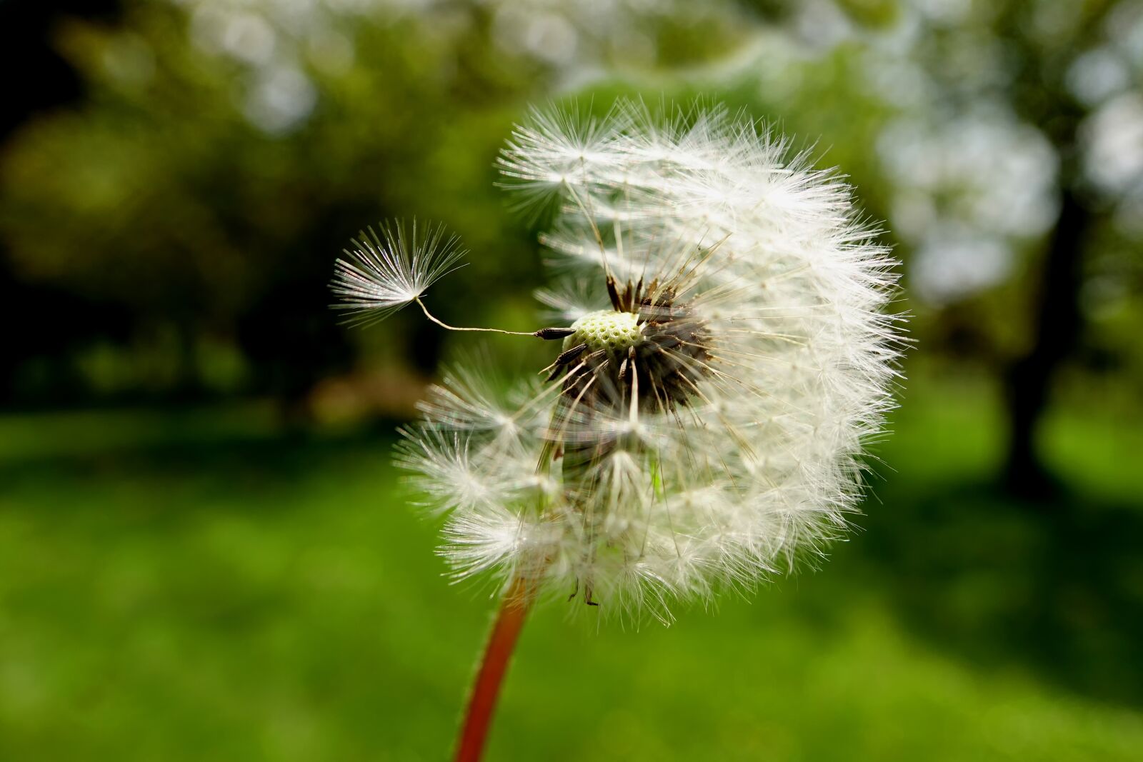 Sony Cyber-shot DSC-RX10 III sample photo. Nature, dandelion, plant photography