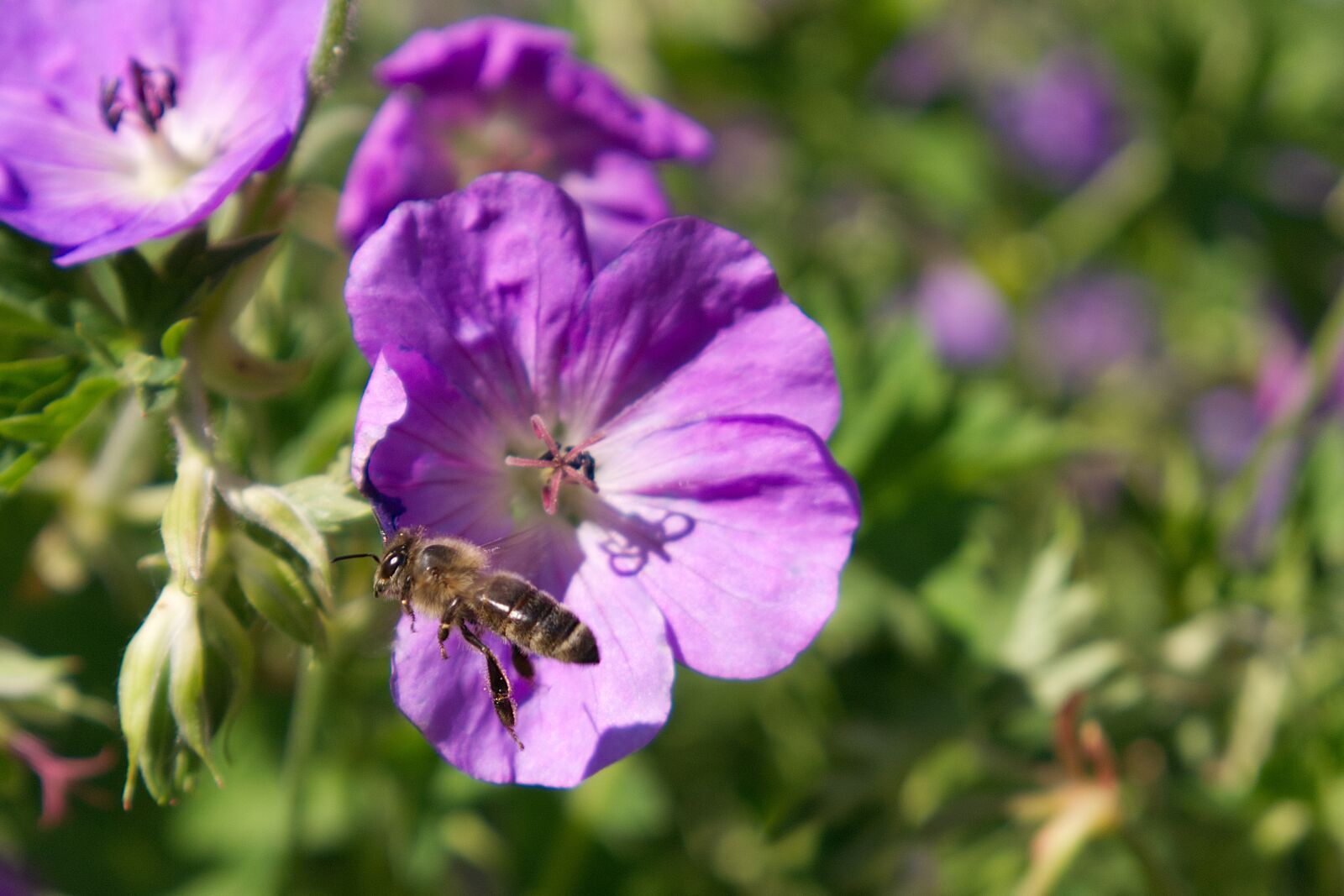 Panasonic Lumix DMC-G7 sample photo. Bee, purple, flower photography
