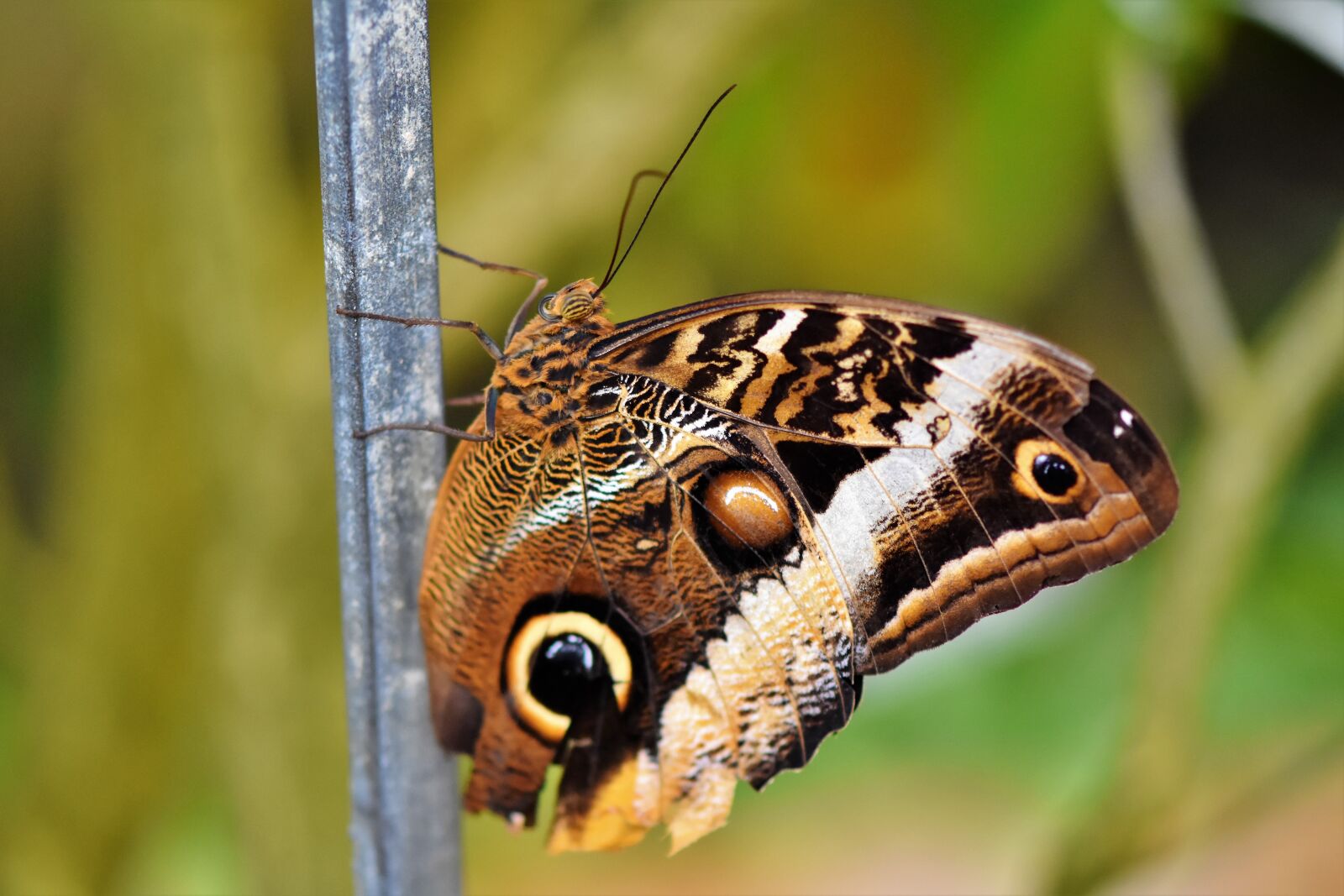 Nikon D7200 sample photo. Butterfly, butterflies, wing photography