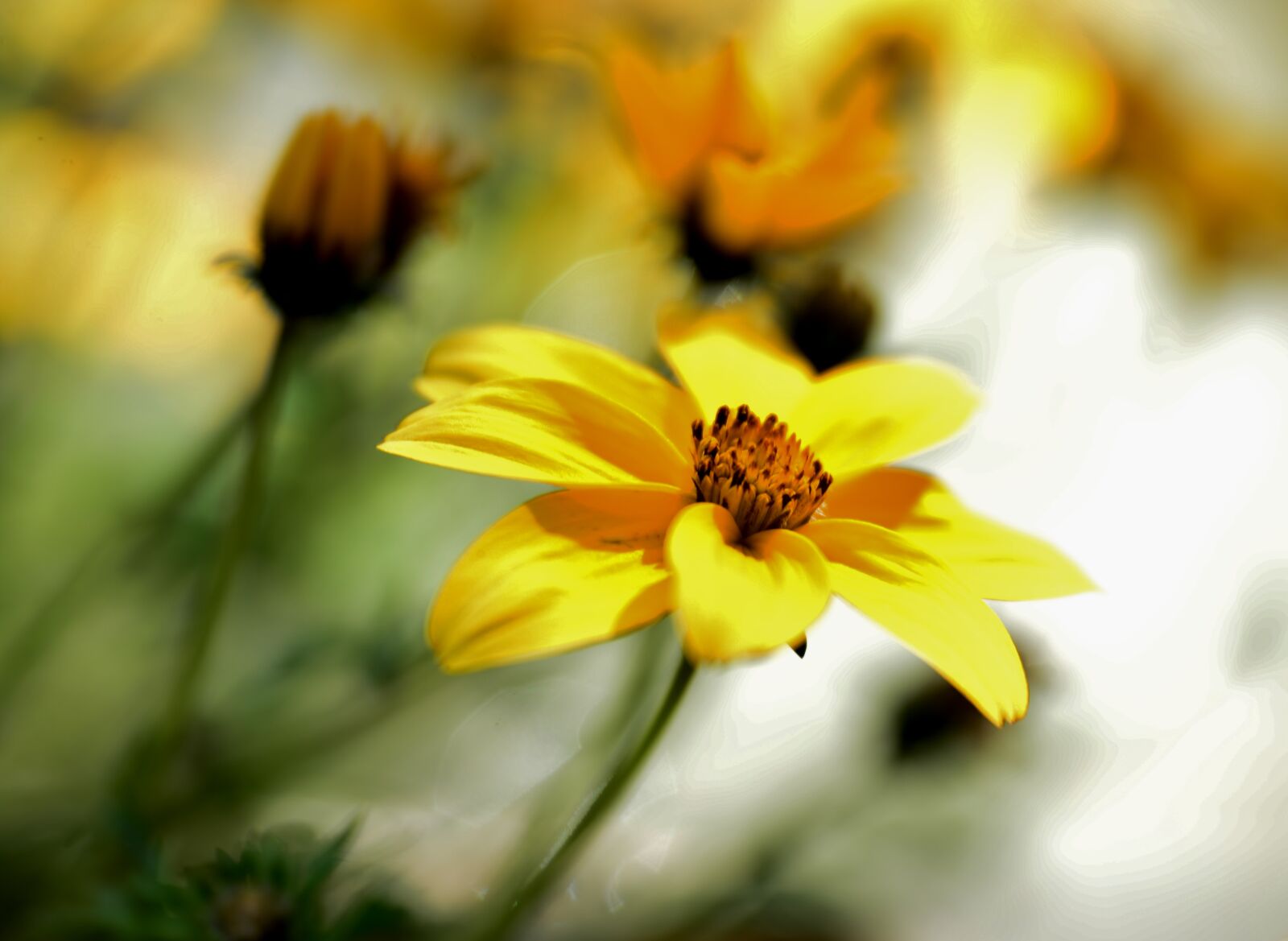 Nikon D600 sample photo. Flower, bloom, yellow photography