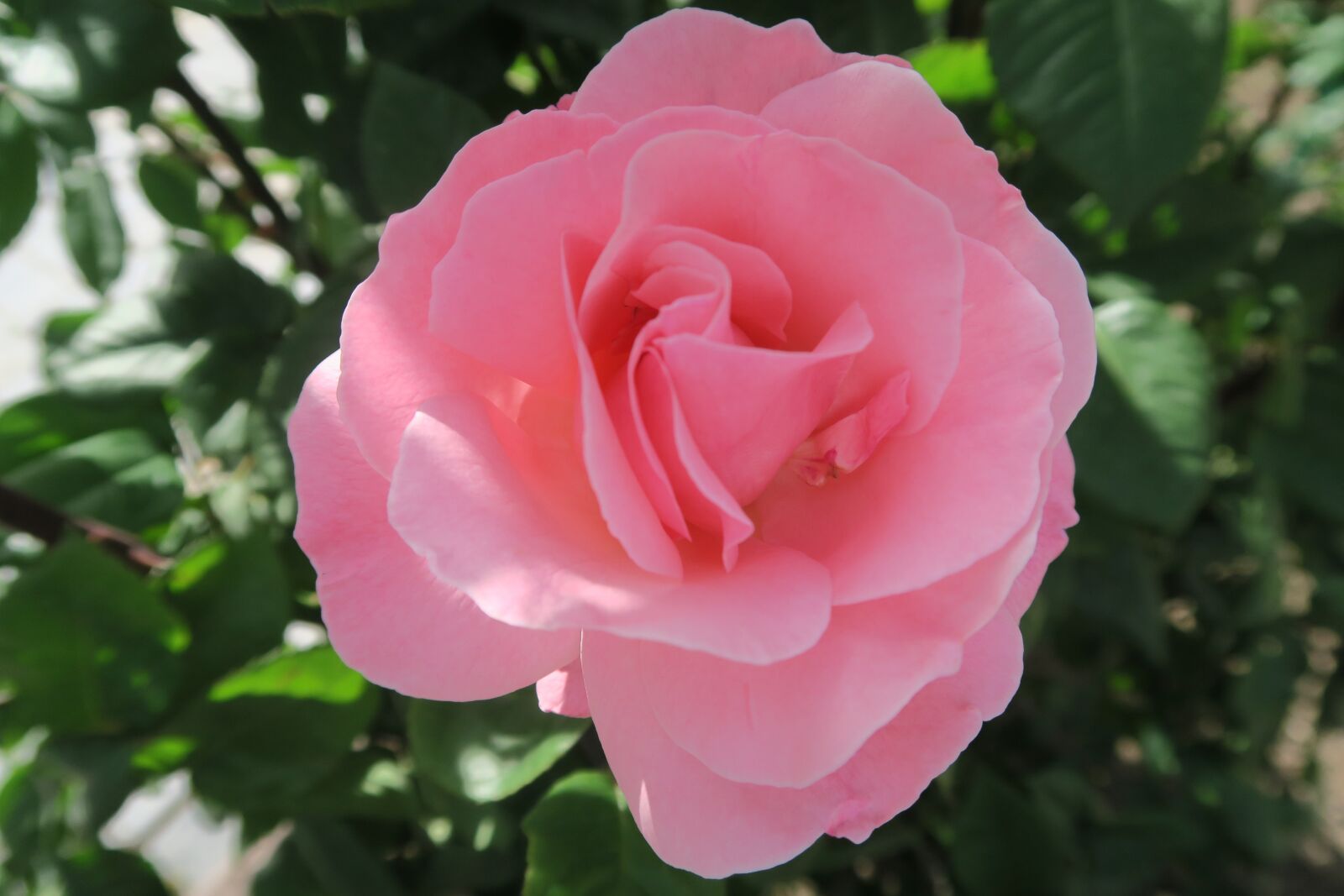 Canon PowerShot G7 X sample photo. Rose, pinkish rose, flower photography