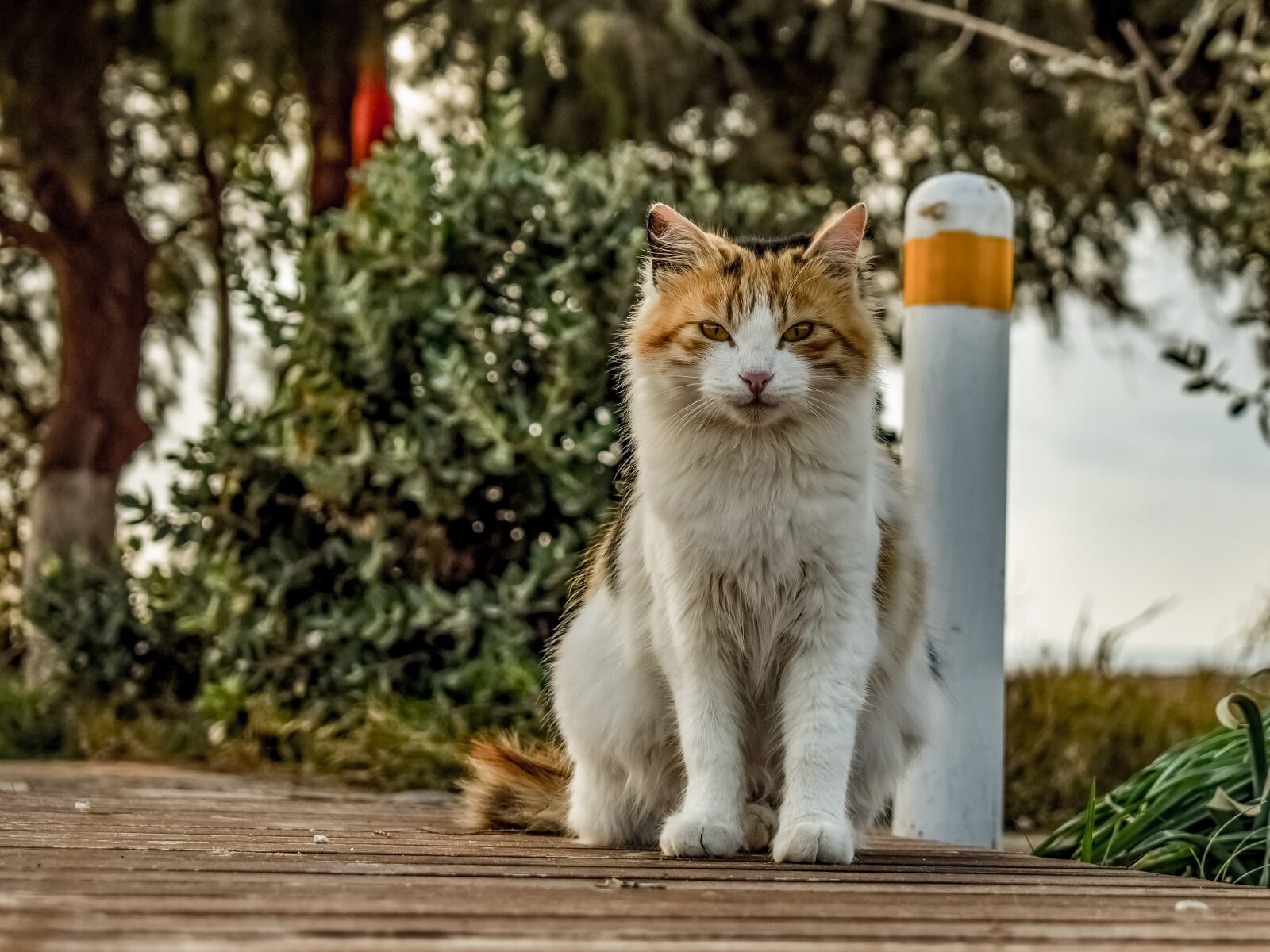 Nikon D3300 sample photo. Animal, cat, stray photography