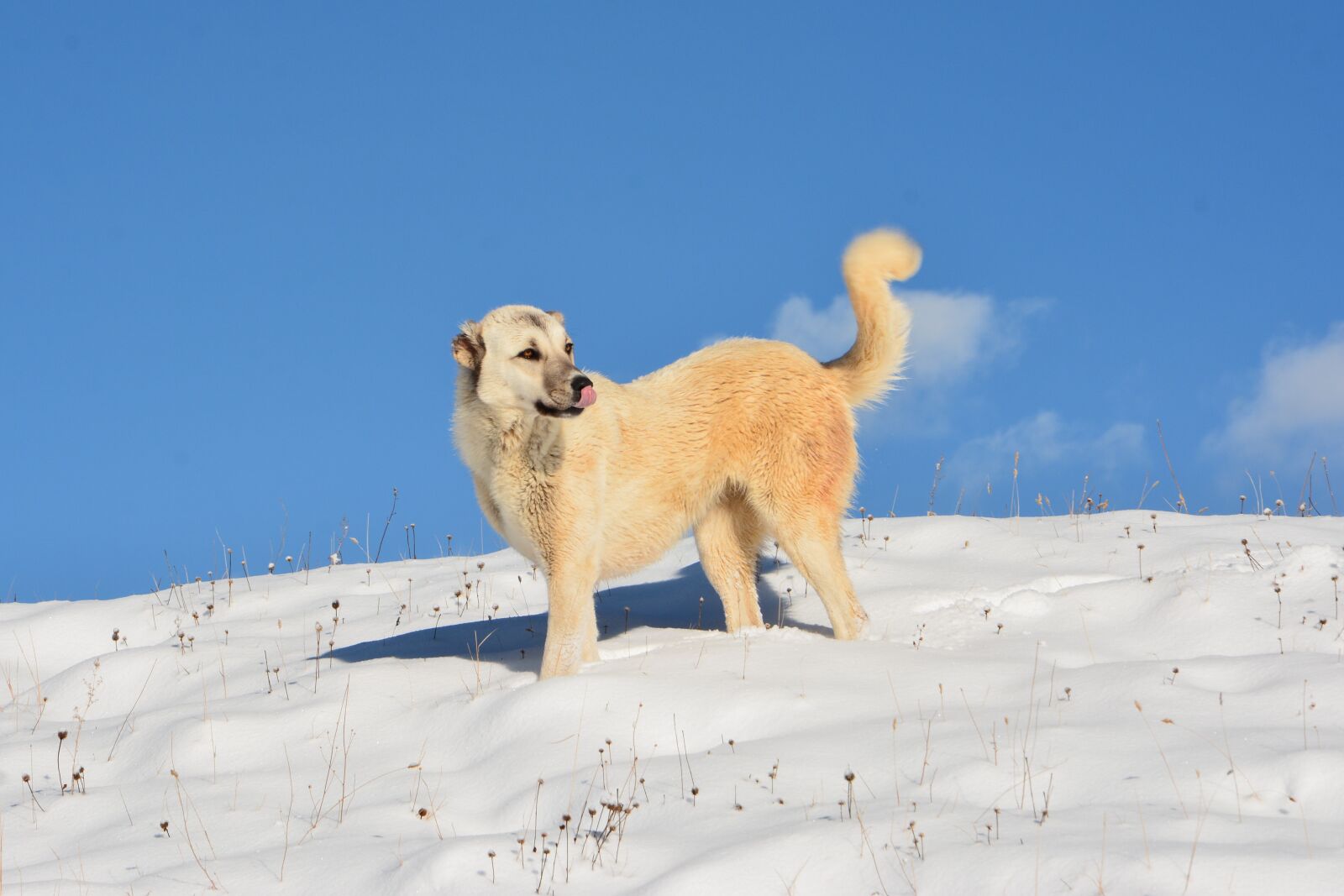 Nikon D7100 sample photo. Pets, shepherd dog, scott photography