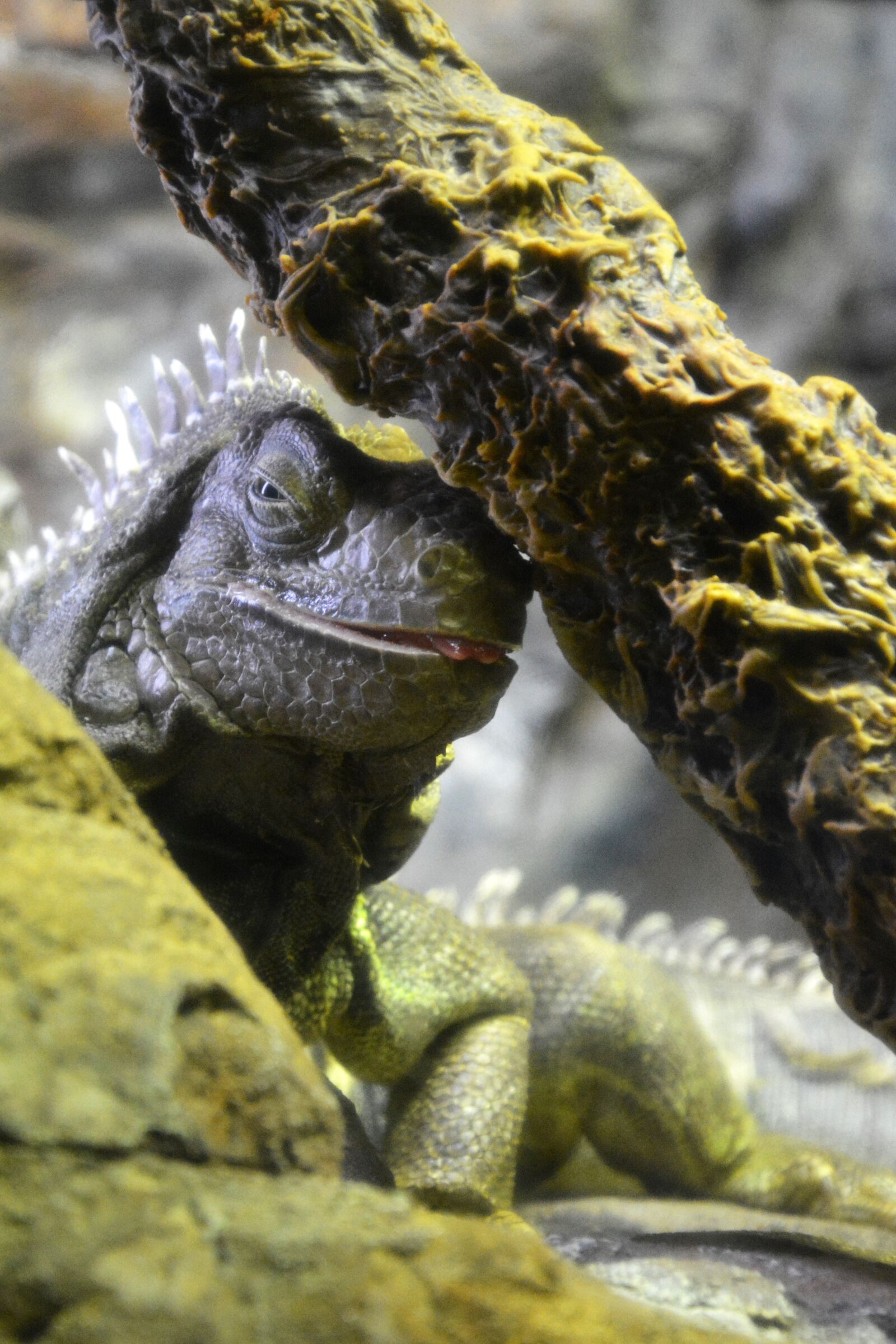 Nikon D5200 sample photo. Lizard, iguana, reptile photography