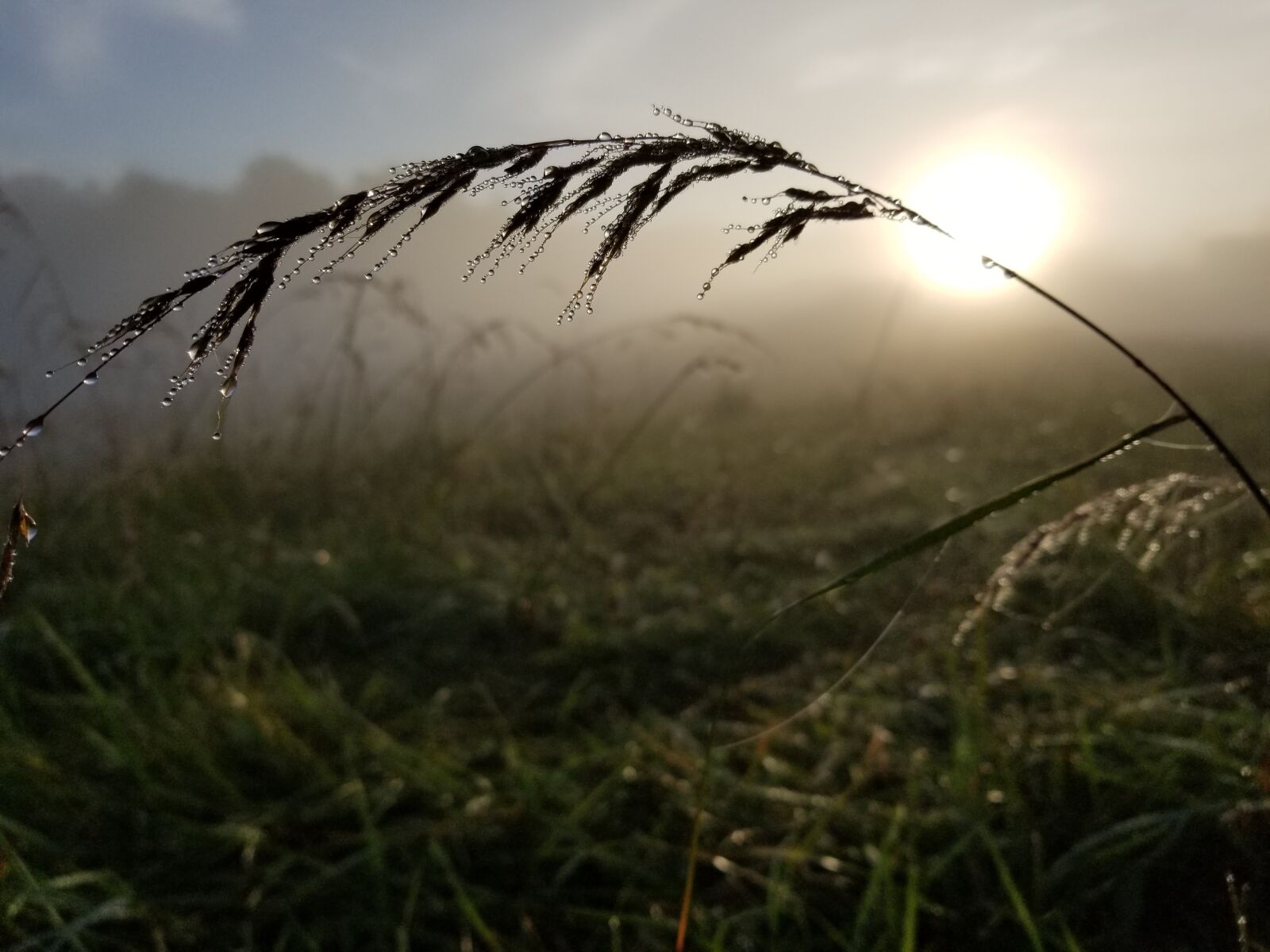 Samsung Galaxy S8+ sample photo. Sun, dew, nature photography