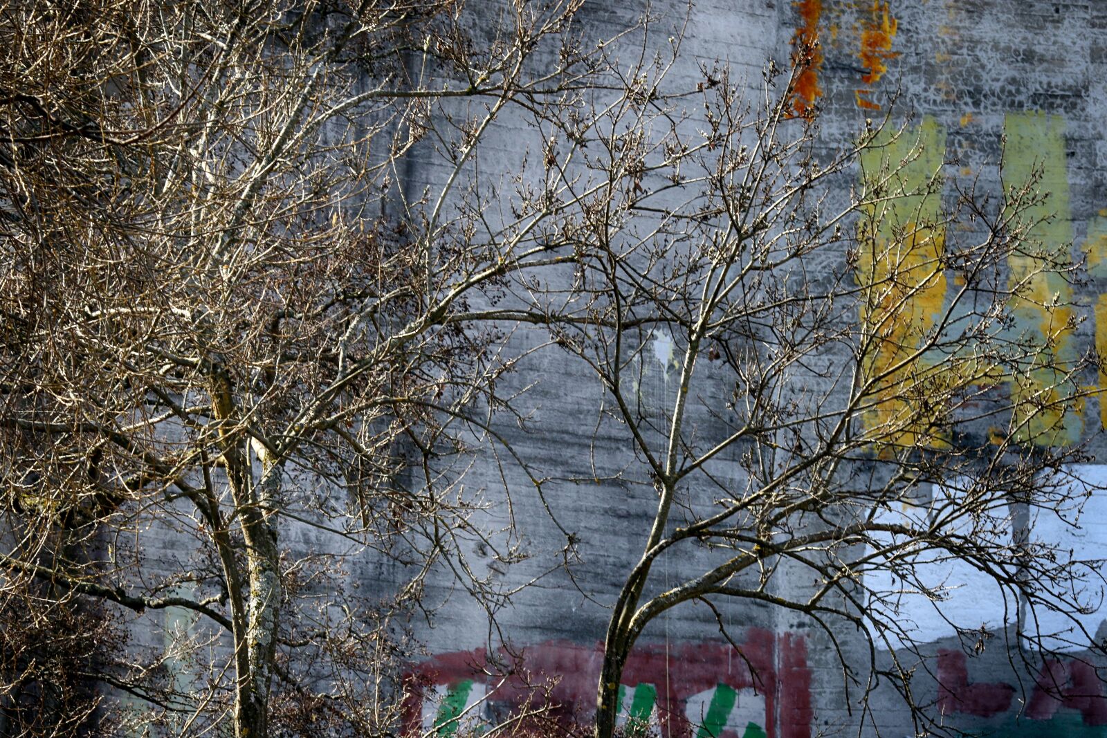 Canon EOS 7D Mark II + Canon EF 135mm F2L USM sample photo. Tree, nature, urban photography