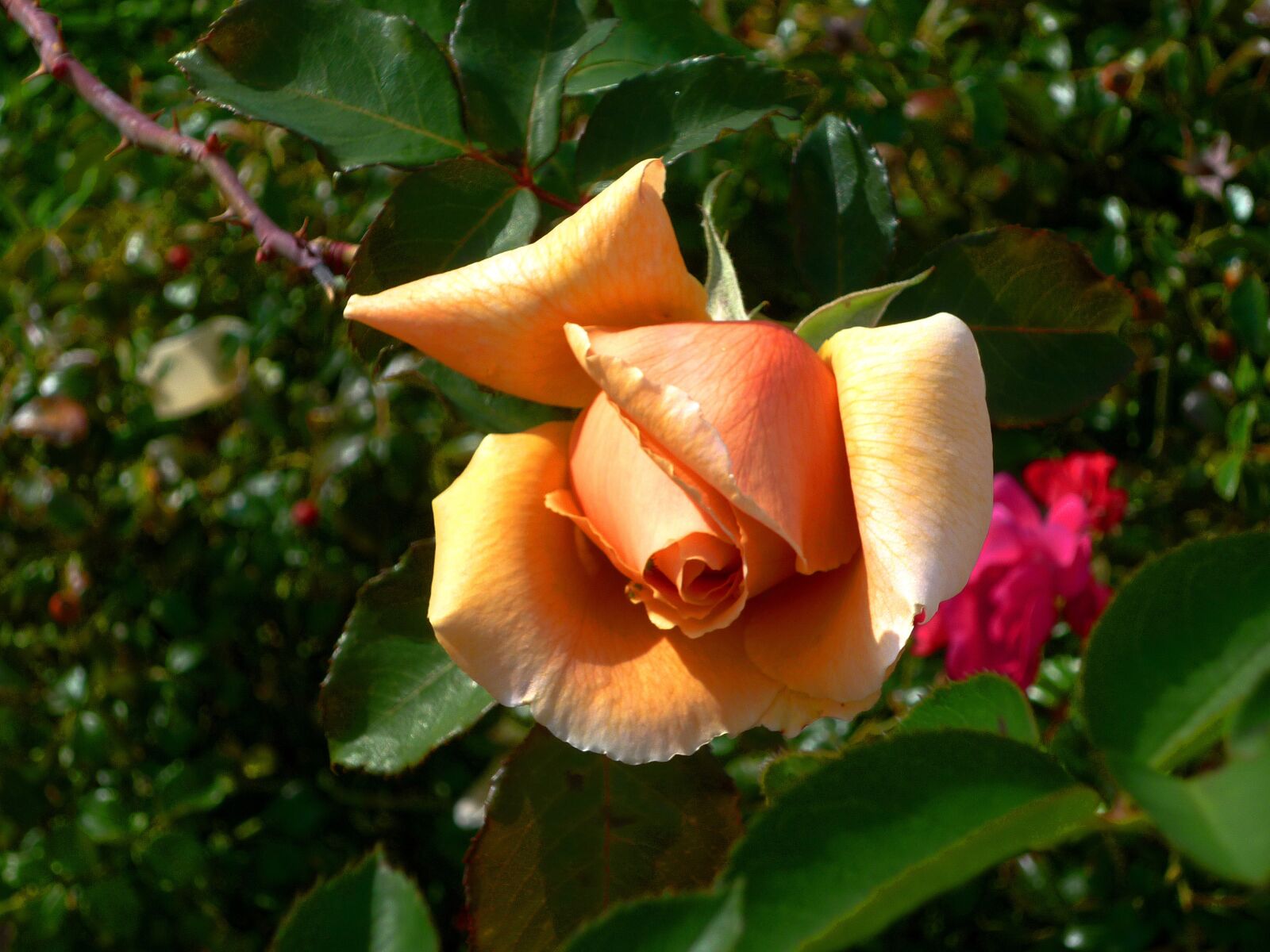 Panasonic DMC-FS7 sample photo. Flower, rose, orange rose photography