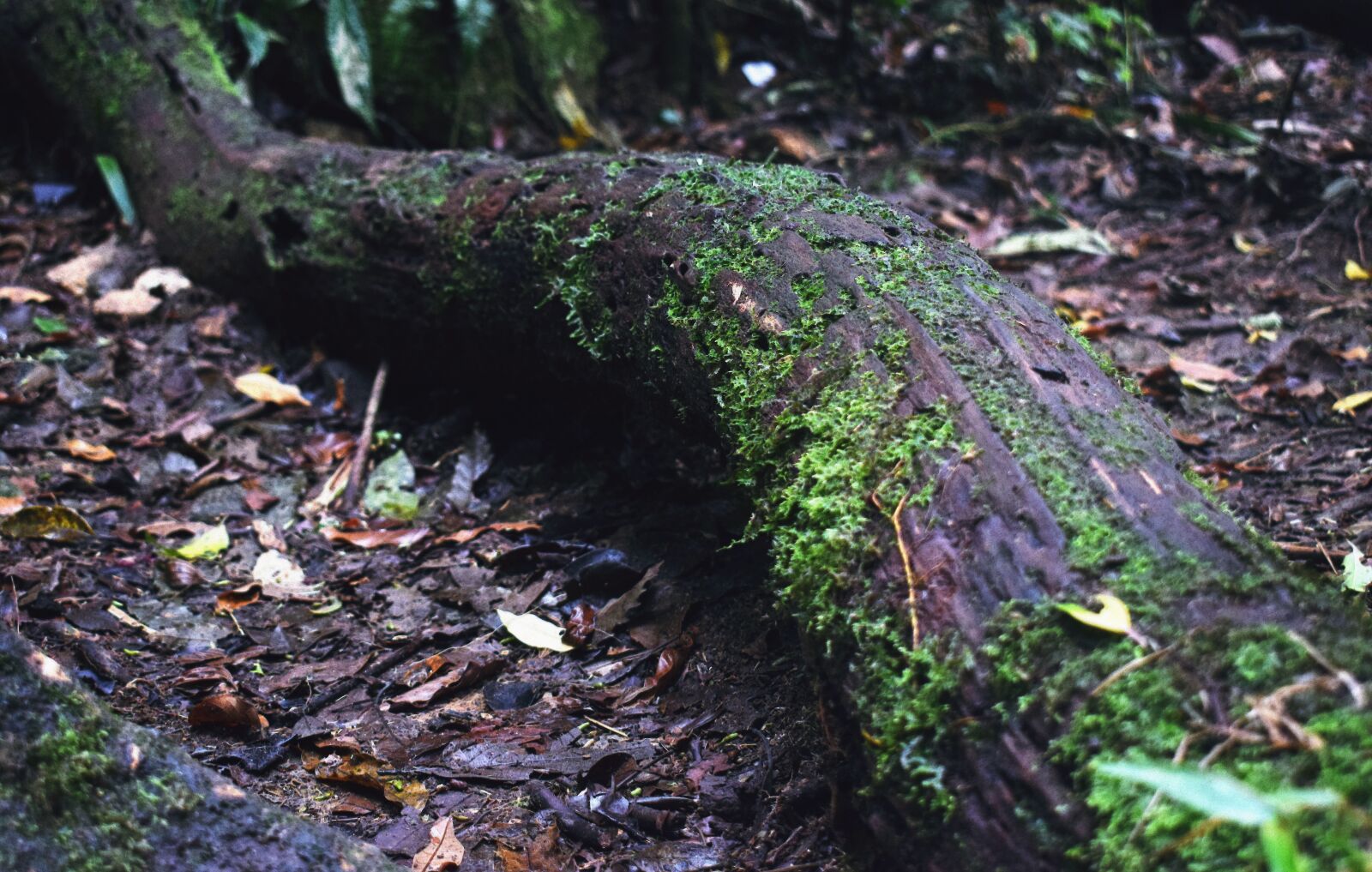 Nikon D5300 sample photo. Tree, trunk, moss photography