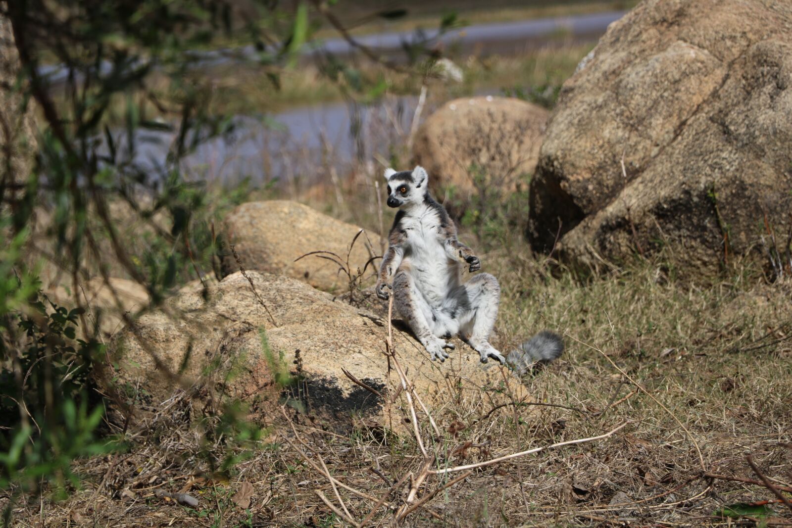 Canon EOS 760D (EOS Rebel T6s / EOS 8000D) + Canon EF-S 18-135mm F3.5-5.6 IS USM sample photo. Lemur, wild, nature photography