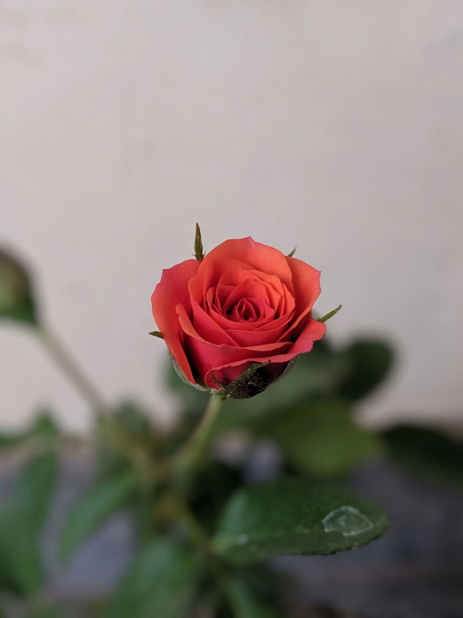 Google Pixel 4 sample photo. Red rose, bokeh, green photography
