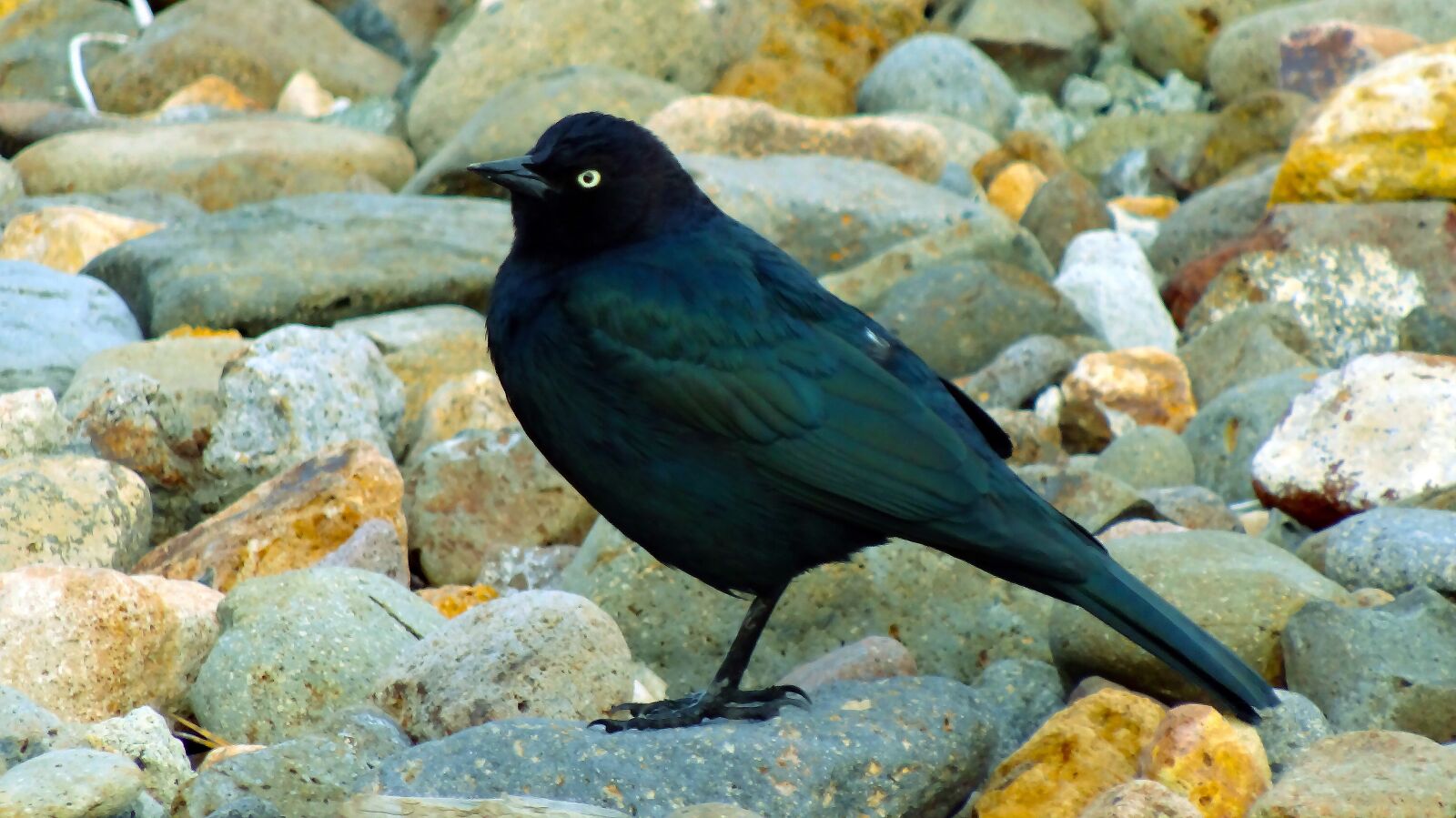 Sony Cyber-shot DSC-HX20V sample photo. Black bird, black, bird photography