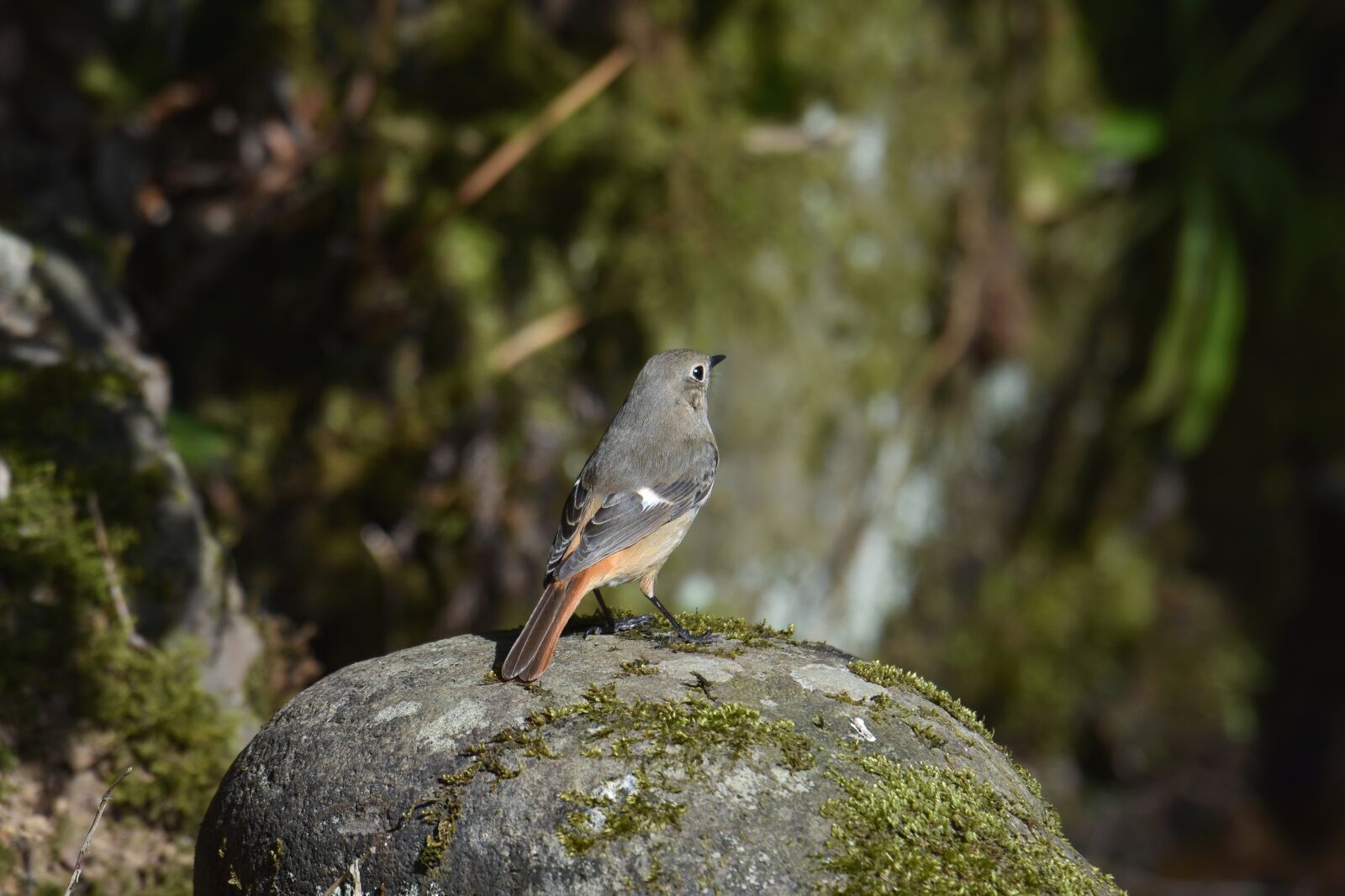 Nikon D7200 sample photo. Animal, forest, rock photography