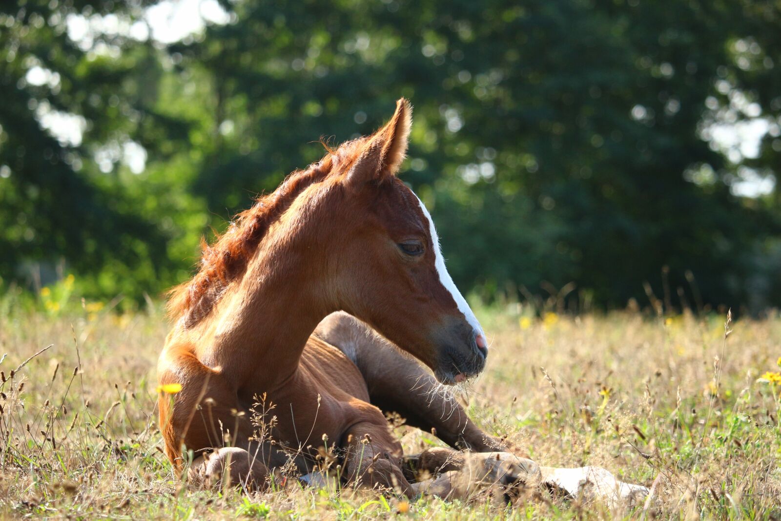 Canon EOS 100D (EOS Rebel SL1 / EOS Kiss X7) sample photo. Foal, filly, horse photography