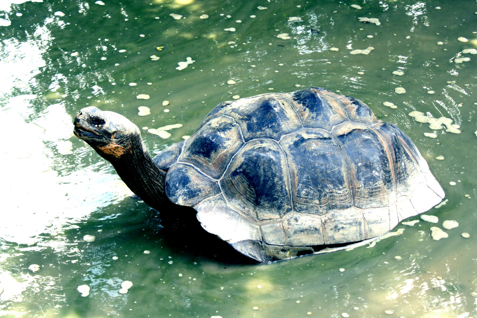 Canon EOS 1000D (EOS Digital Rebel XS / EOS Kiss F) sample photo. Fresh, water, murky, pond photography