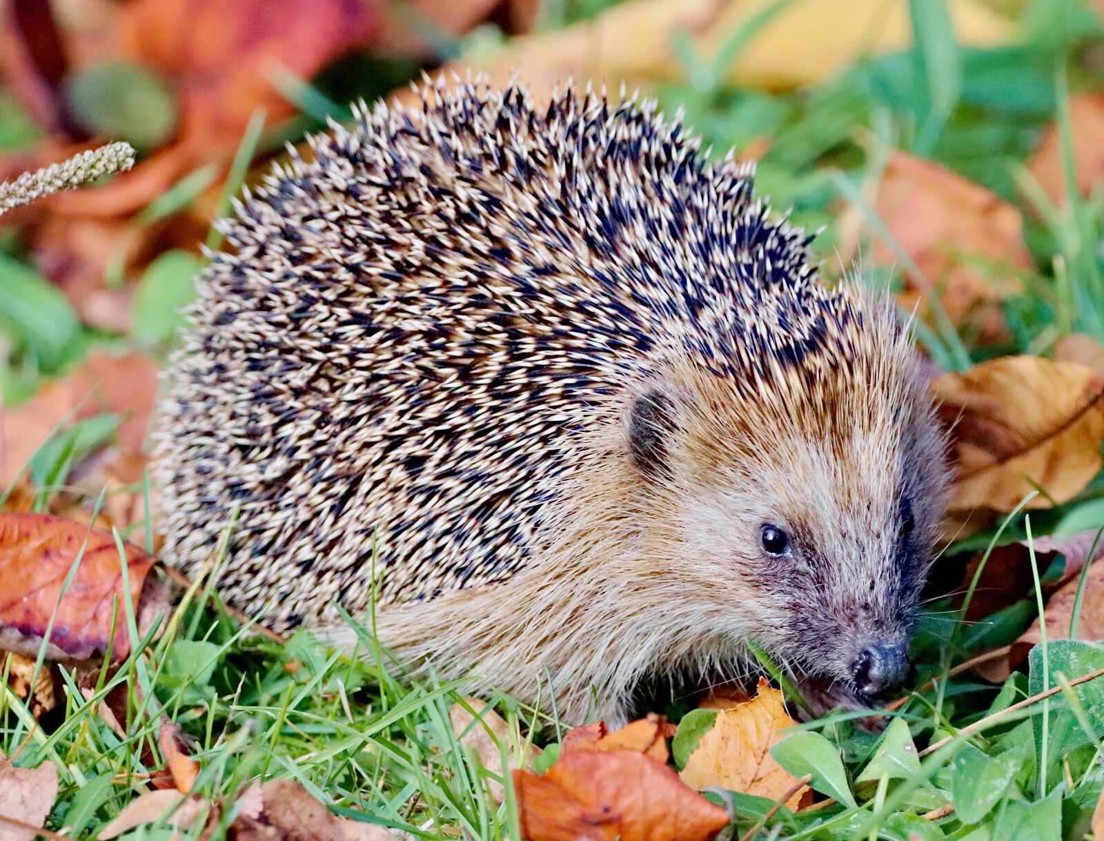 150-600mm F5-6.3 DG OS HSM | Contemporary 015 sample photo. Hedgehog, scared, mammal photography