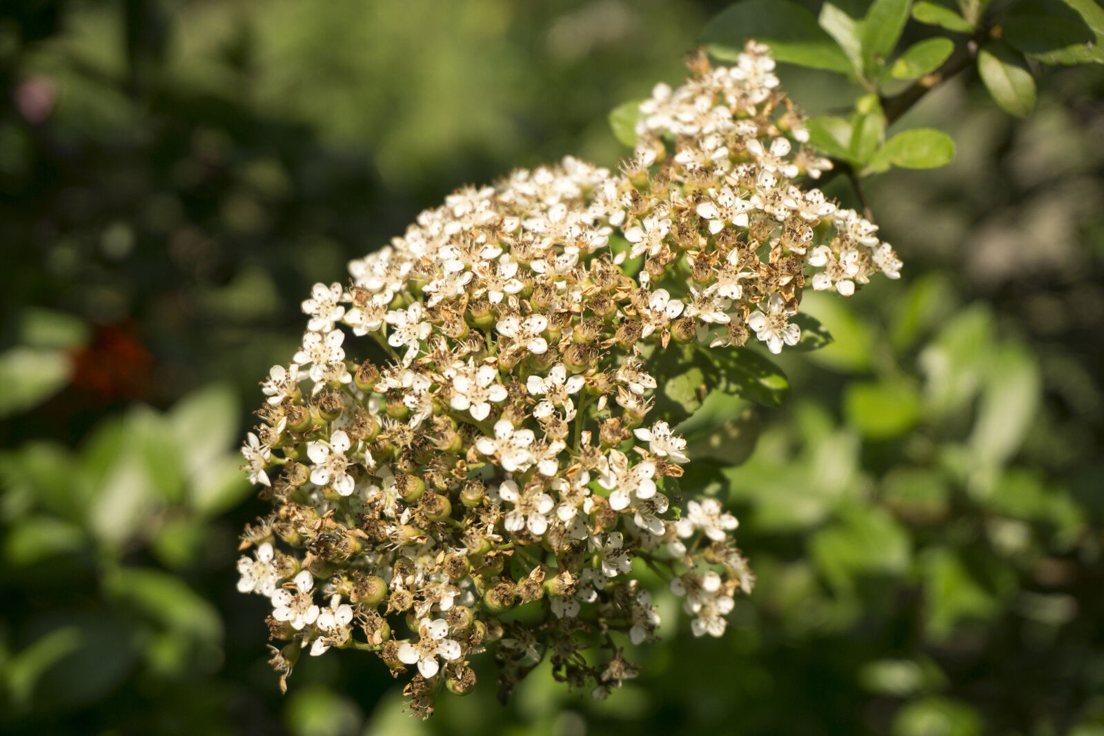 Sony a6000 sample photo. Garden, wildflower photography