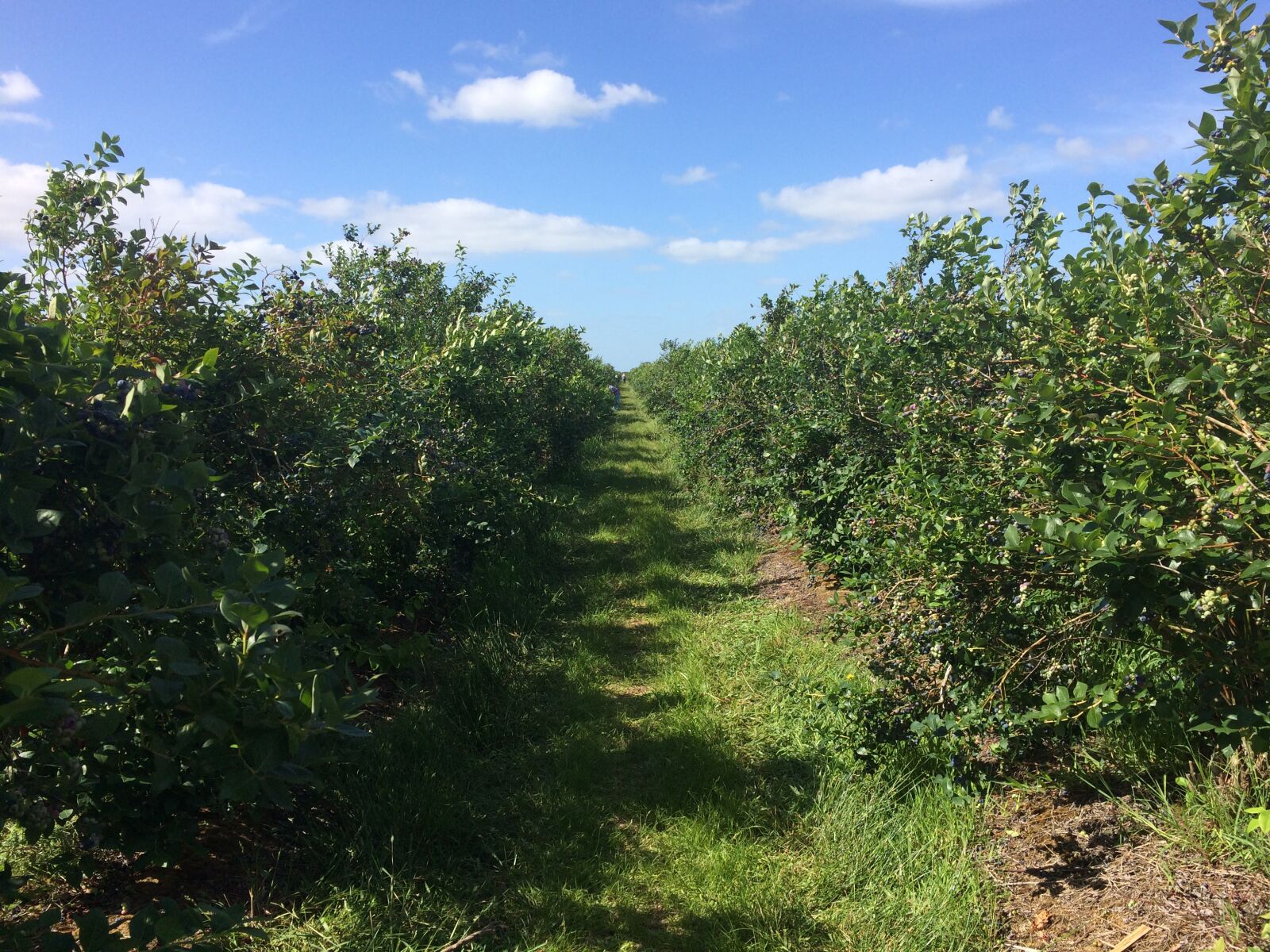 iPhone 5s back camera 4.15mm f/2.2 sample photo. New zealand, hamilton, blueberry photography