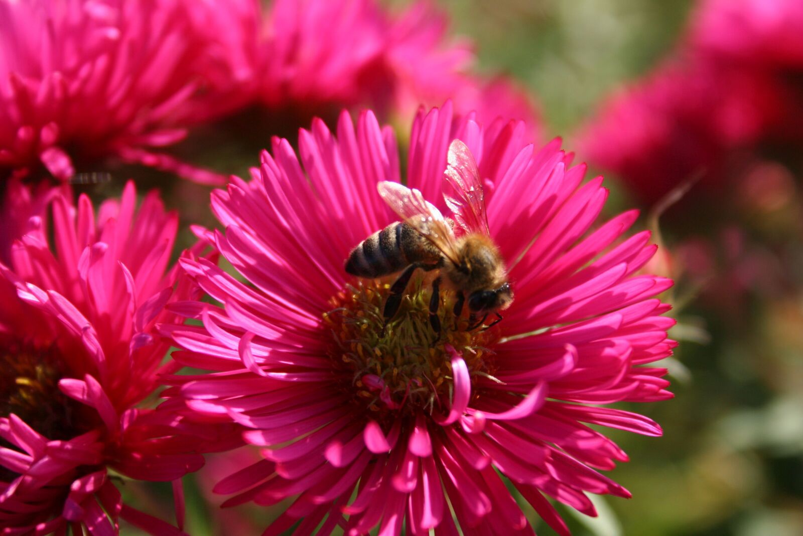Canon EOS 20D sample photo. Bee, flower, insect photography
