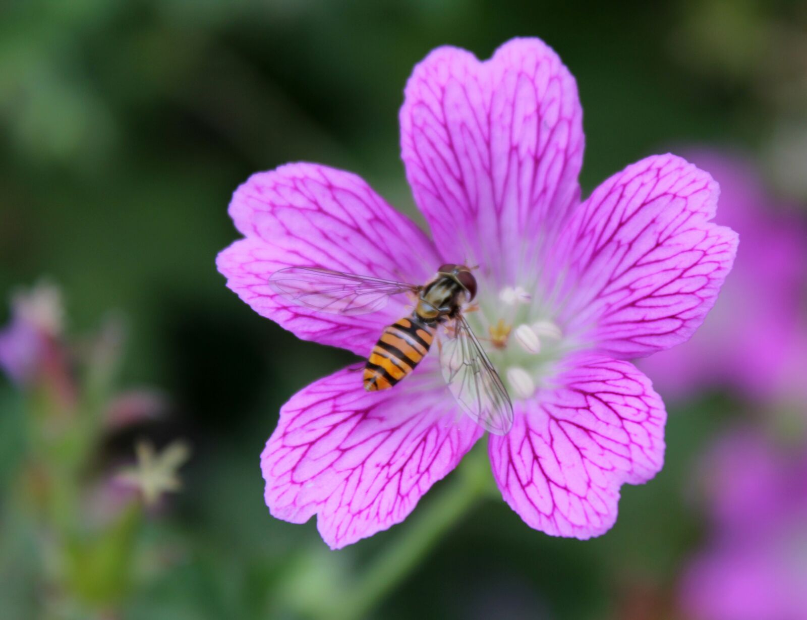 Canon EOS 550D (EOS Rebel T2i / EOS Kiss X4) sample photo. Flower, wasp, macro photography