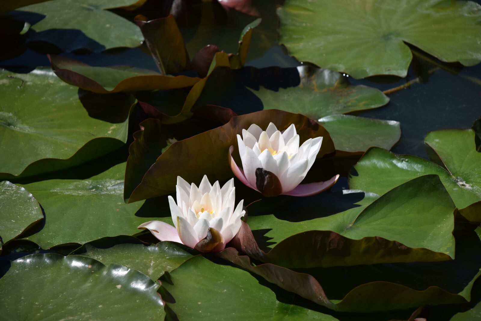 Nikon D3300 sample photo. Water, water lilies, waterlilies photography