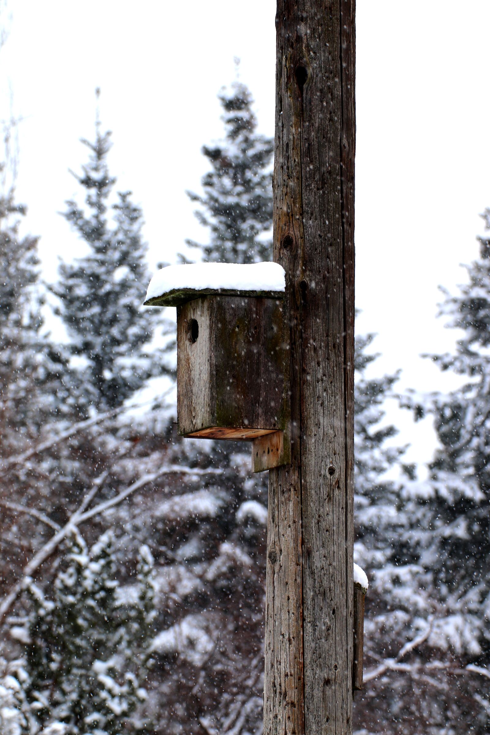 Canon EOS 200D (EOS Rebel SL2 / EOS Kiss X9) sample photo. Birdhouse, snow, winter photography