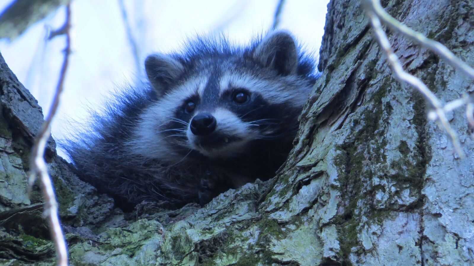 Canon PowerShot SX50 HS sample photo. Raccoon, wildlife, mammal photography