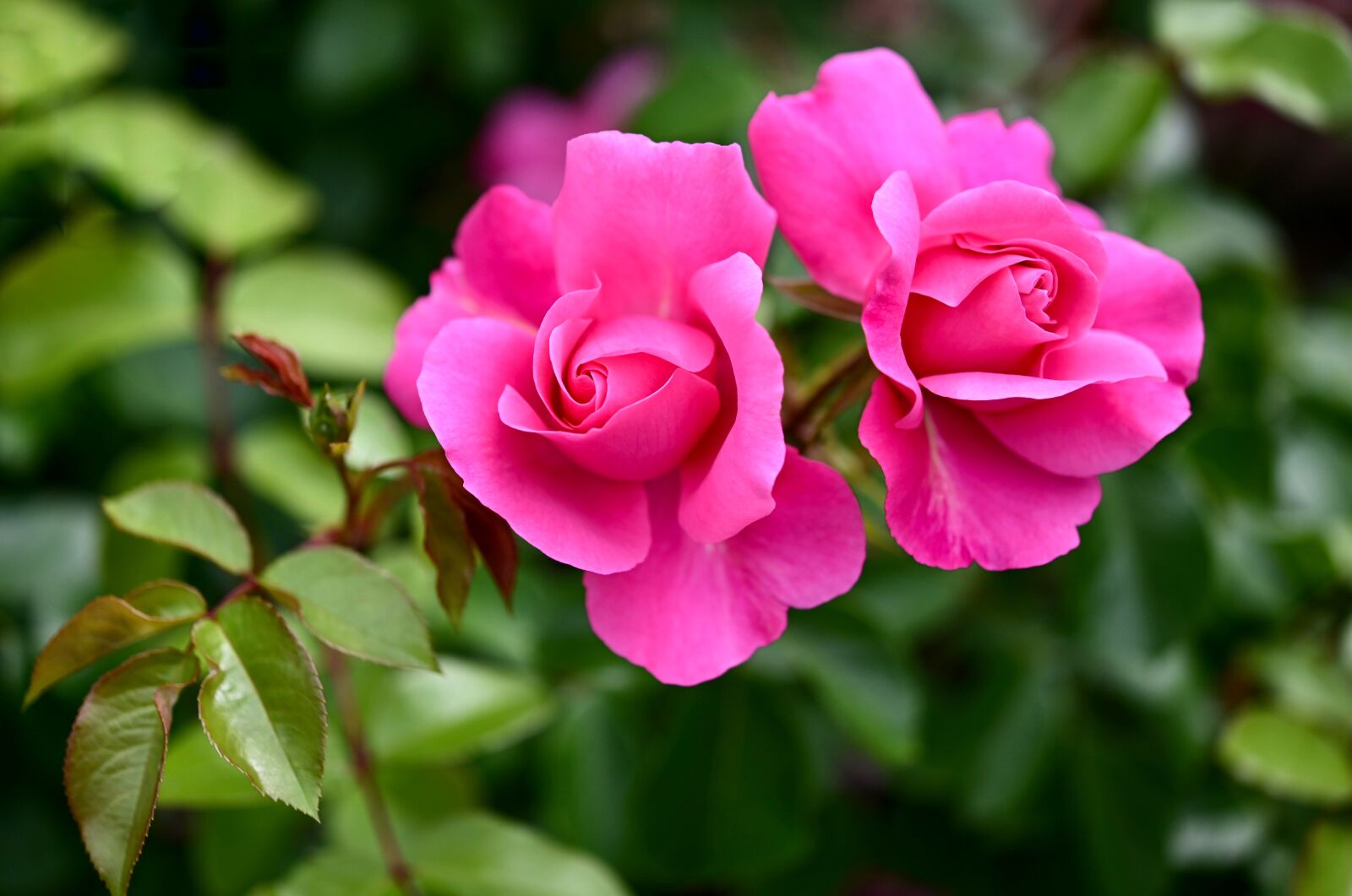 Nikon Z6 sample photo. Rose, rose bloom, pink photography
