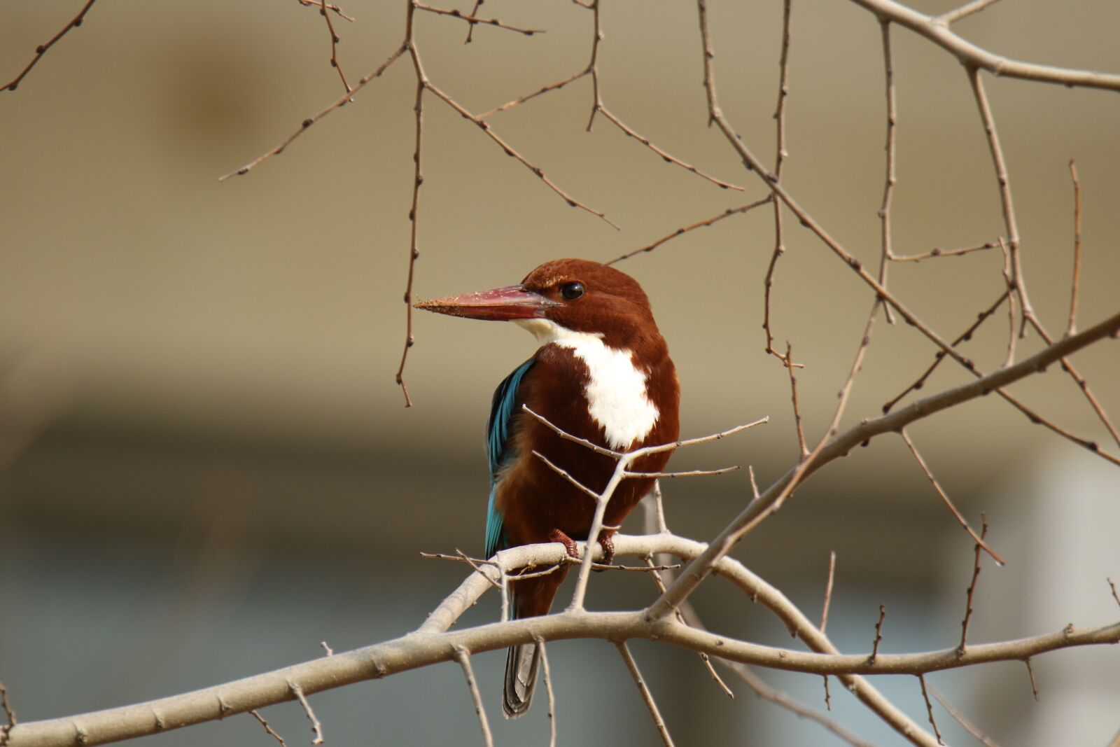 Canon EOS 7D Mark II sample photo. Bird, white throat kingfisher photography