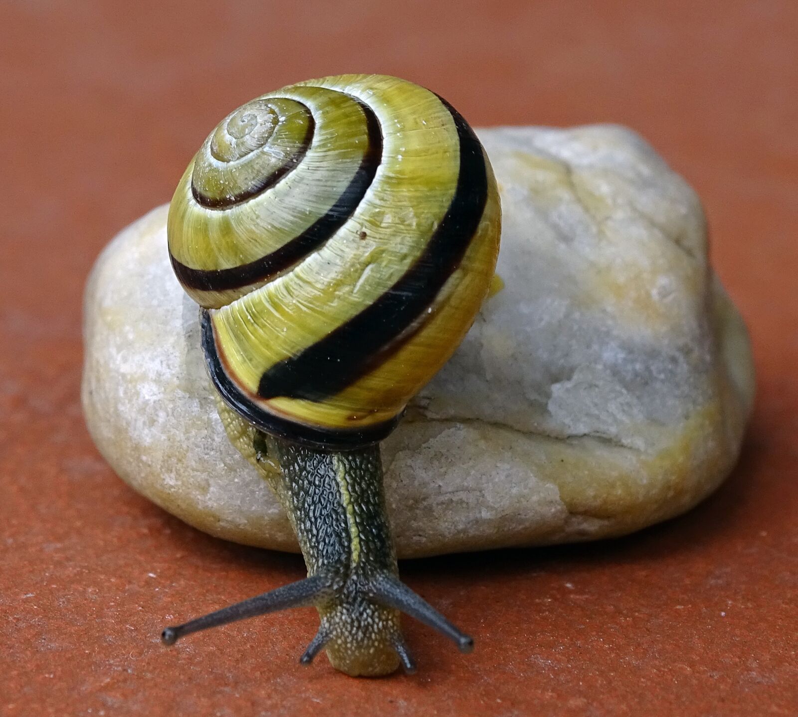 Sony Cyber-shot DSC-HX400V sample photo. Snail, shellfish, garden snail photography