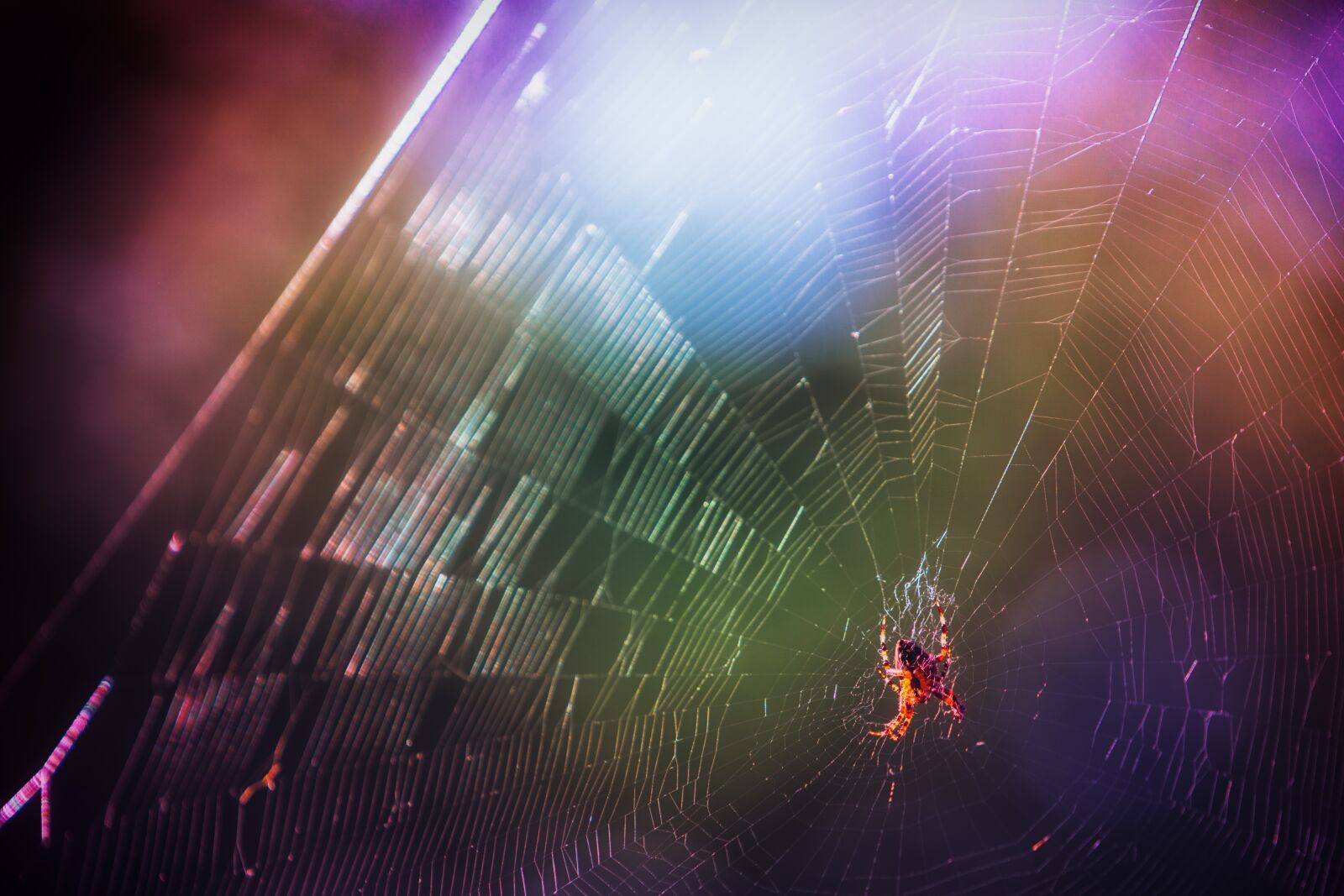 Sony a6000 + Sony FE 70-200mm F4 G OSS sample photo. Spider, cobweb, color photography