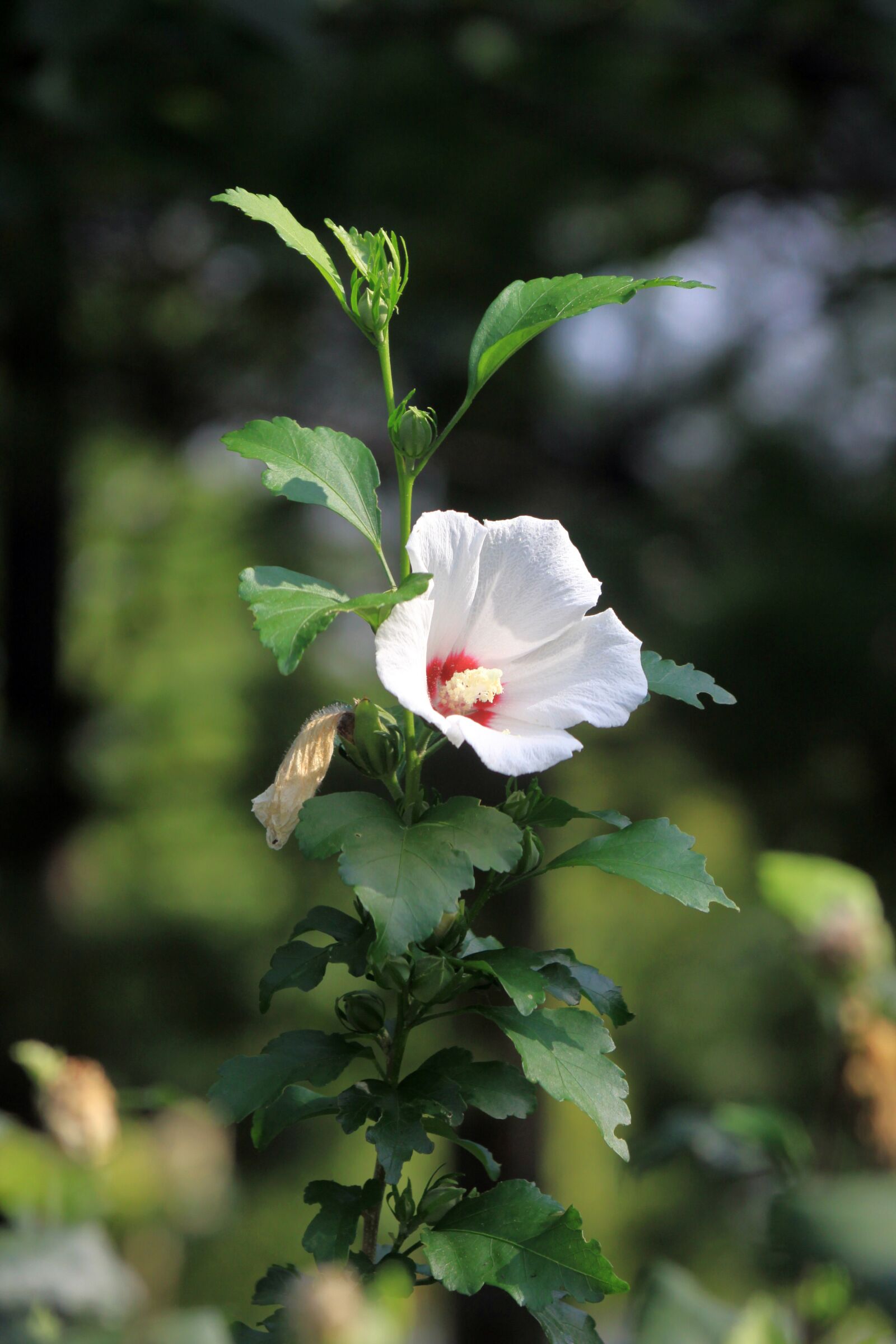 Canon EOS 50D sample photo. Rose of sharon, sharon photography