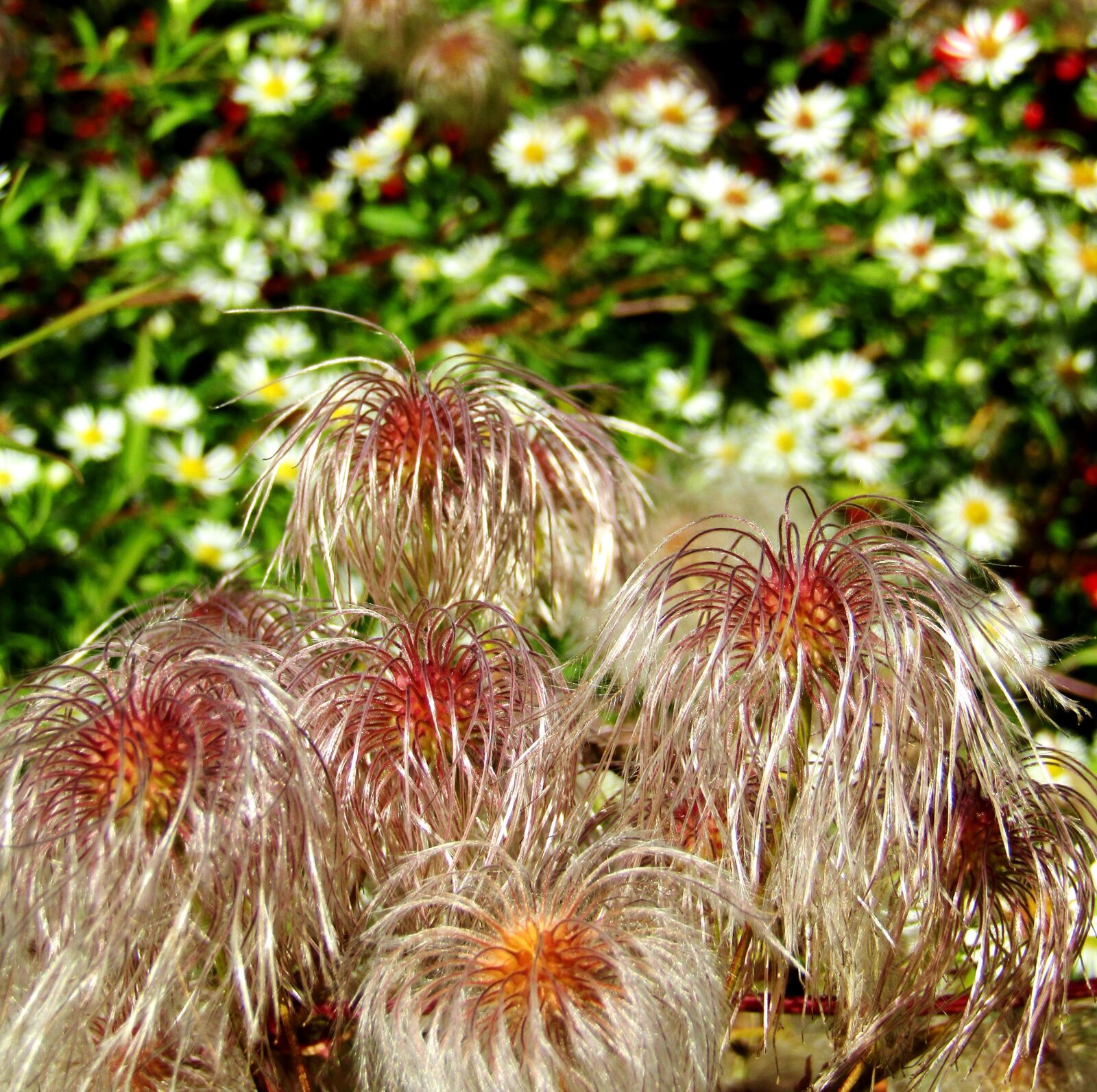 Canon POWERSHOT SX432 IS sample photo. Clematis, faded, seeds photography
