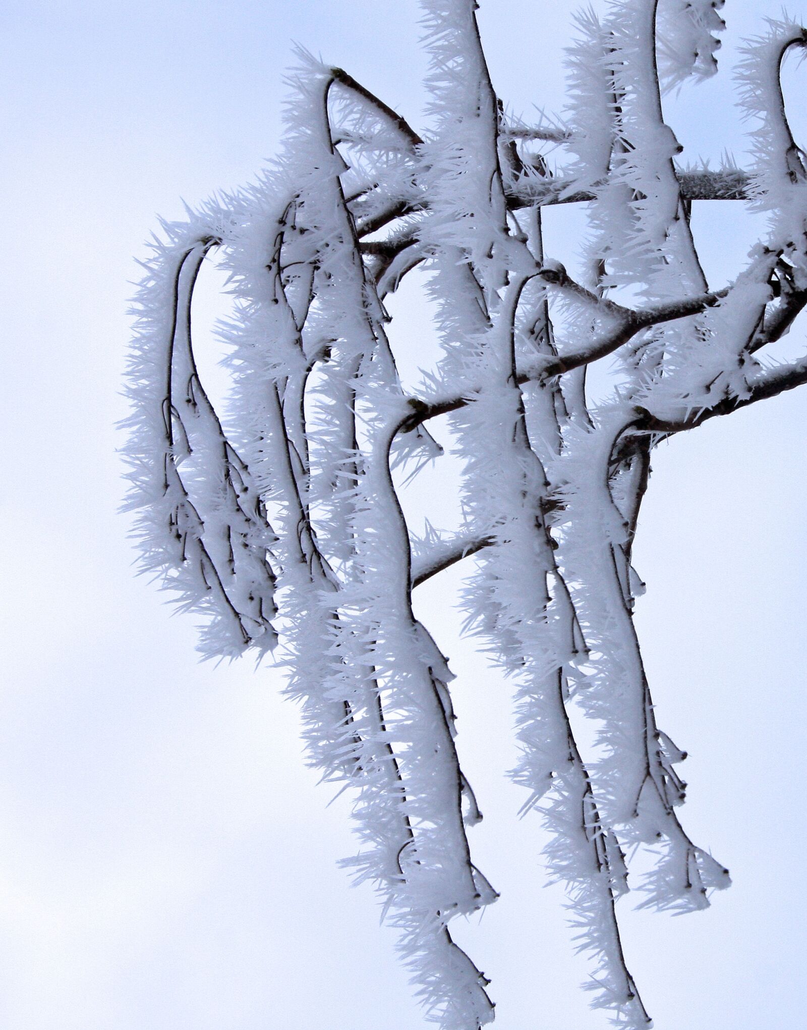 Canon EOS 40D sample photo. Ice, branch, cold photography