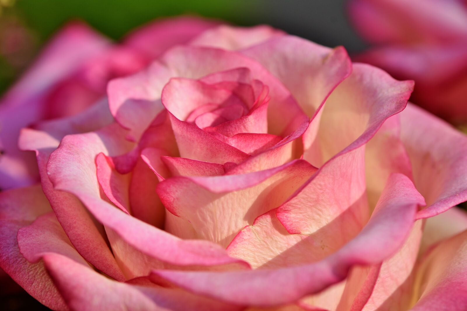 Nikon D7200 sample photo. Rose, rose bloom, floribunda photography