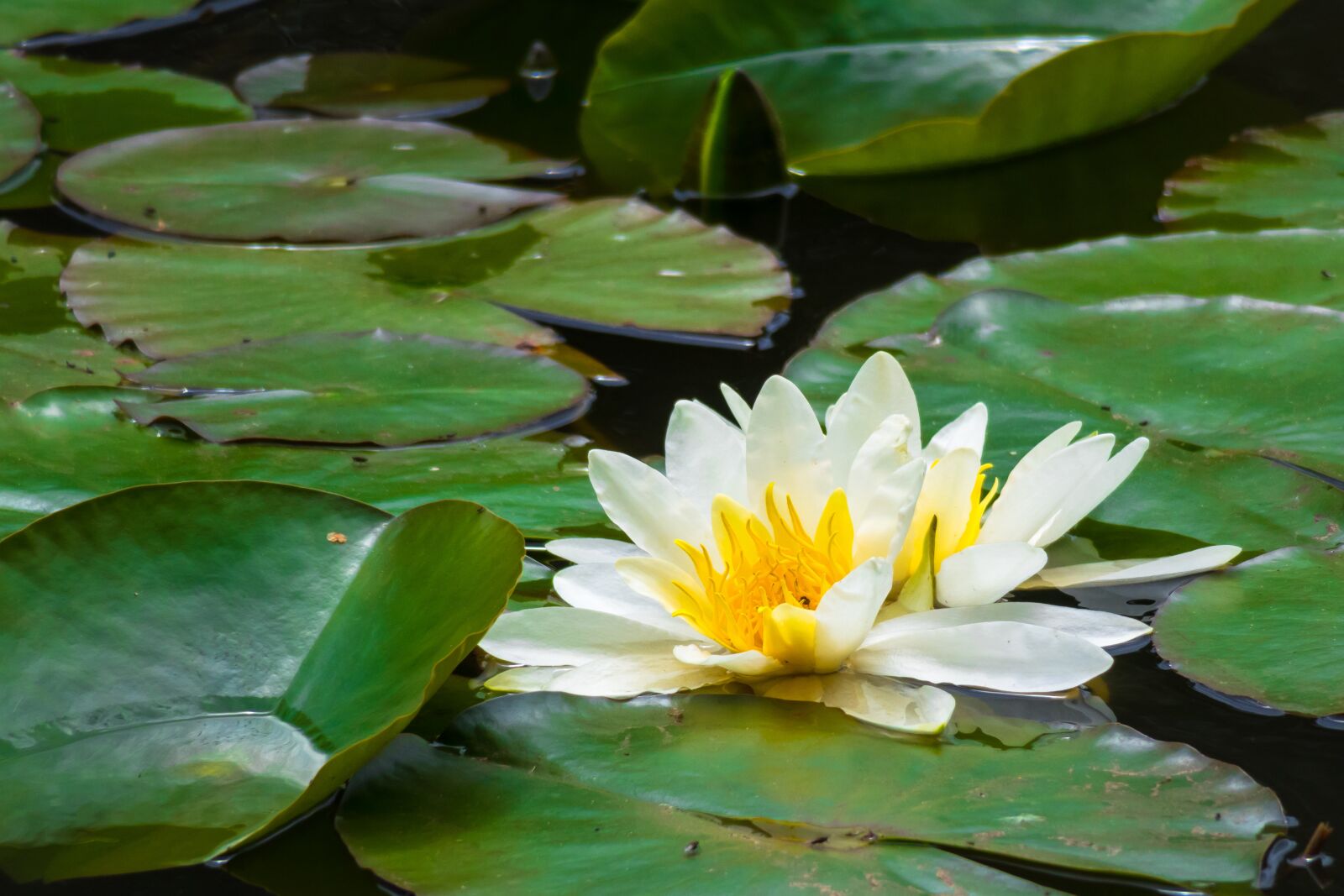 Canon PowerShot G3 X sample photo. Water lily, blossom, bloom photography