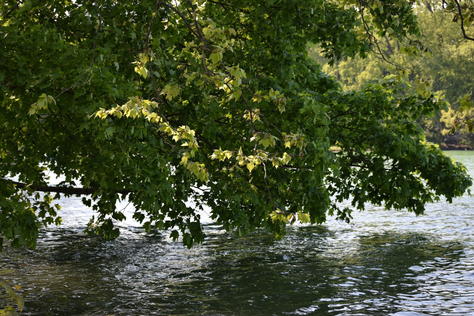 Nikon D3300 sample photo. Nature, tree, lake photography