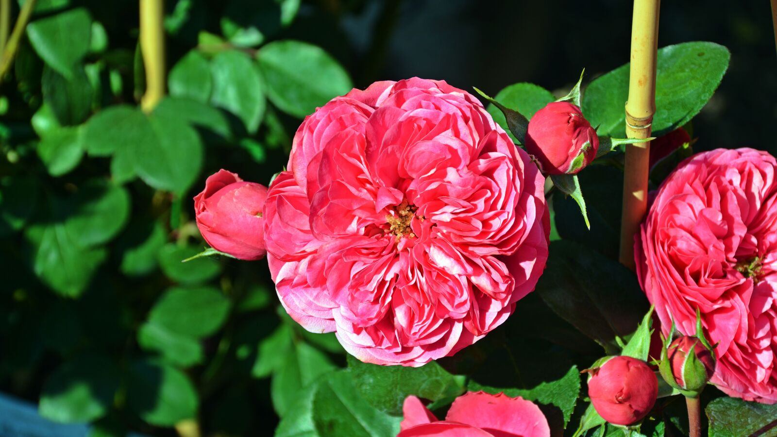 Nikon D5200 sample photo. Flower, rose, pink rose photography