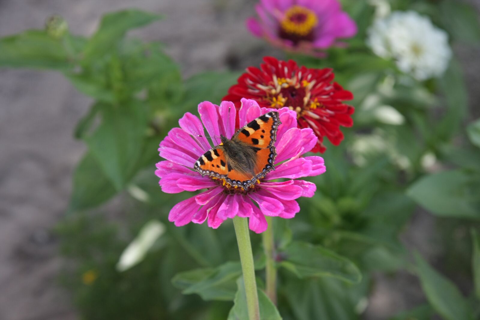 Canon EOS 40D sample photo. Flowers, butterfly, garden photography
