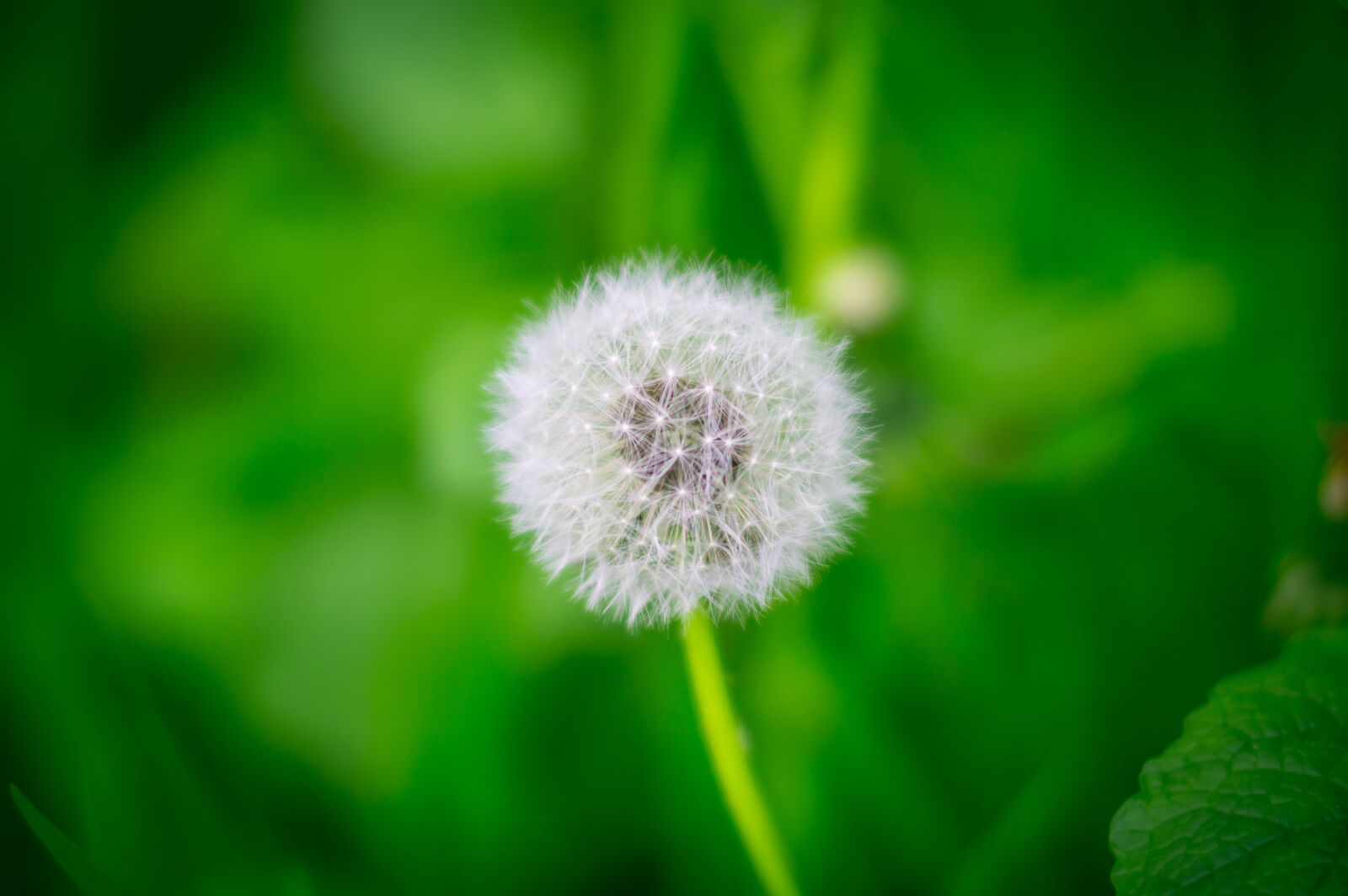 Nikon D3200 sample photo. Nature, background, plant photography
