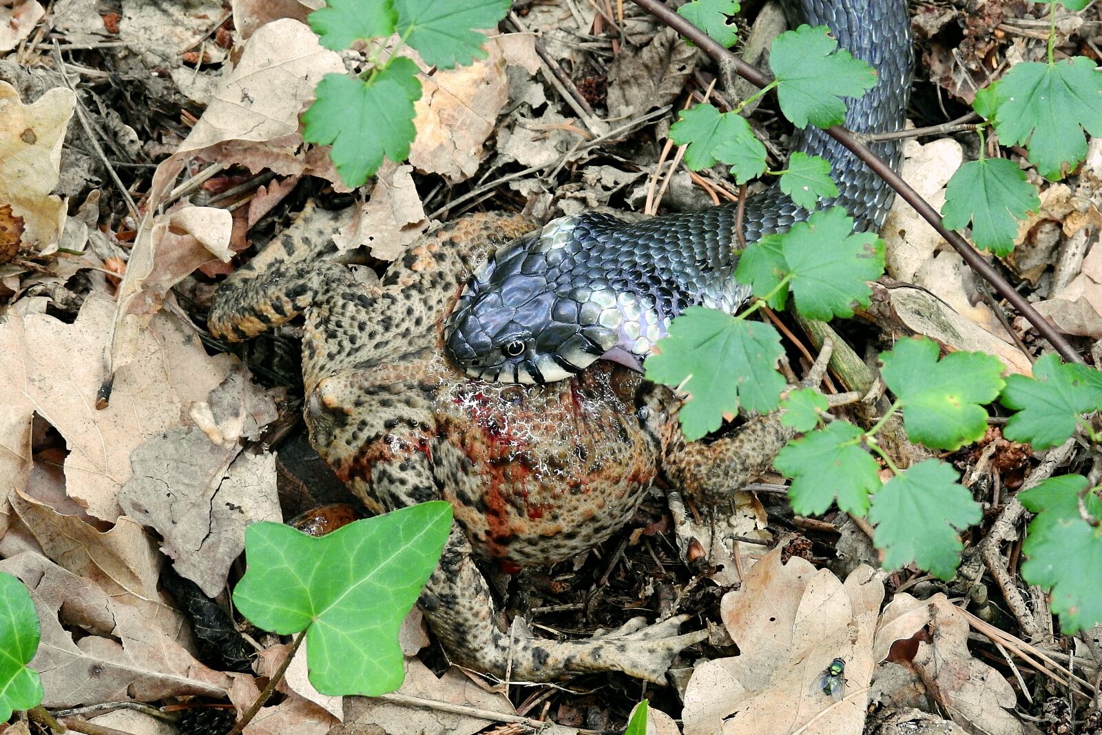 Nikon Coolpix P900 sample photo. Snake, reptiles, swallowing the photography