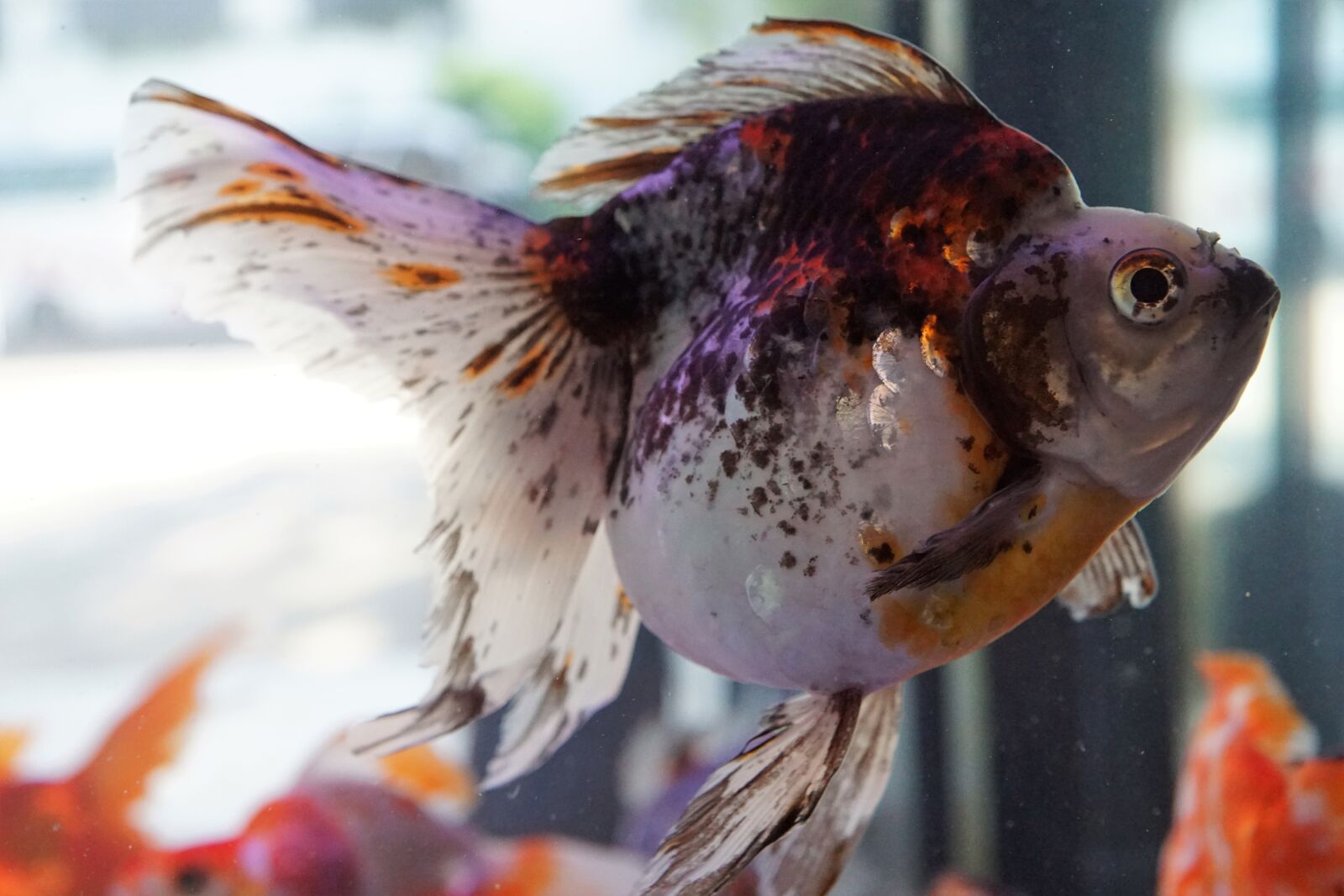 Sony ILCA-77M2 + Sony DT 16-50mm F2.8 SSM sample photo. Fish, nature, waters photography