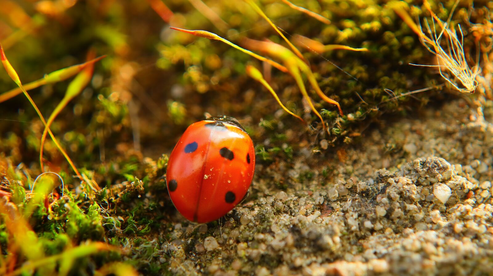 Canon EF-M 15-45mm F3.5-6.3 IS STM sample photo. Lady bug, beetle, ladybug photography