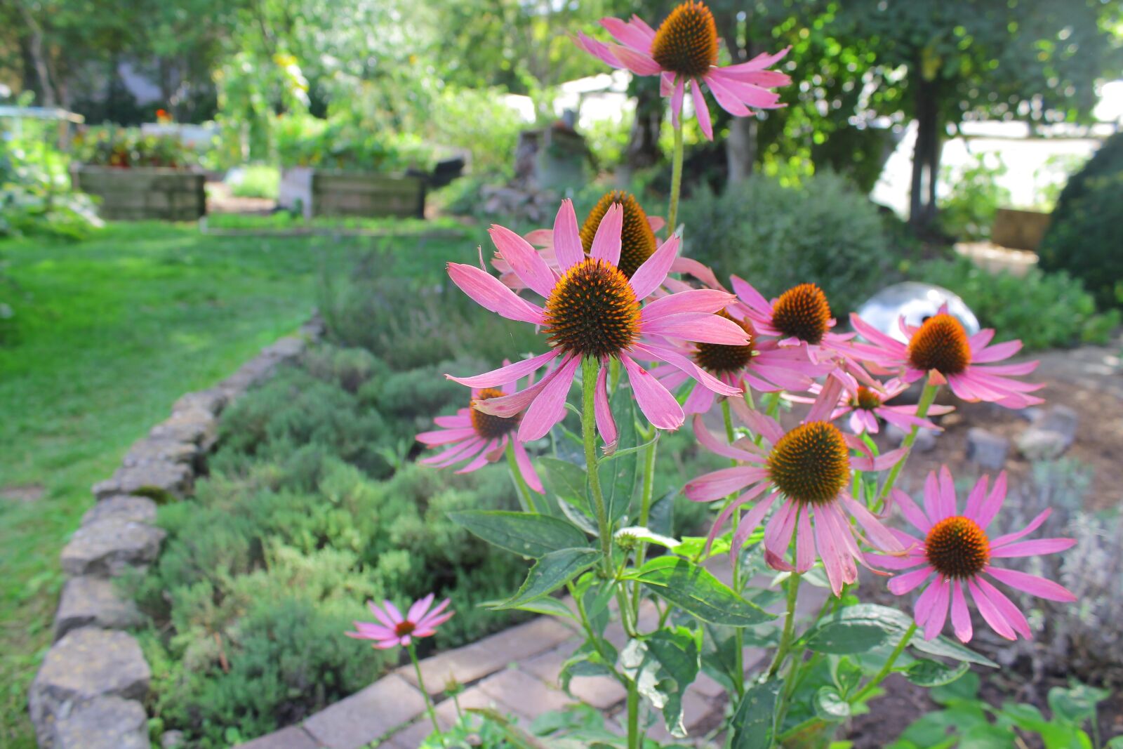 Canon EOS 1100D (EOS Rebel T3 / EOS Kiss X50) sample photo. Flower, pink, pink flowers photography