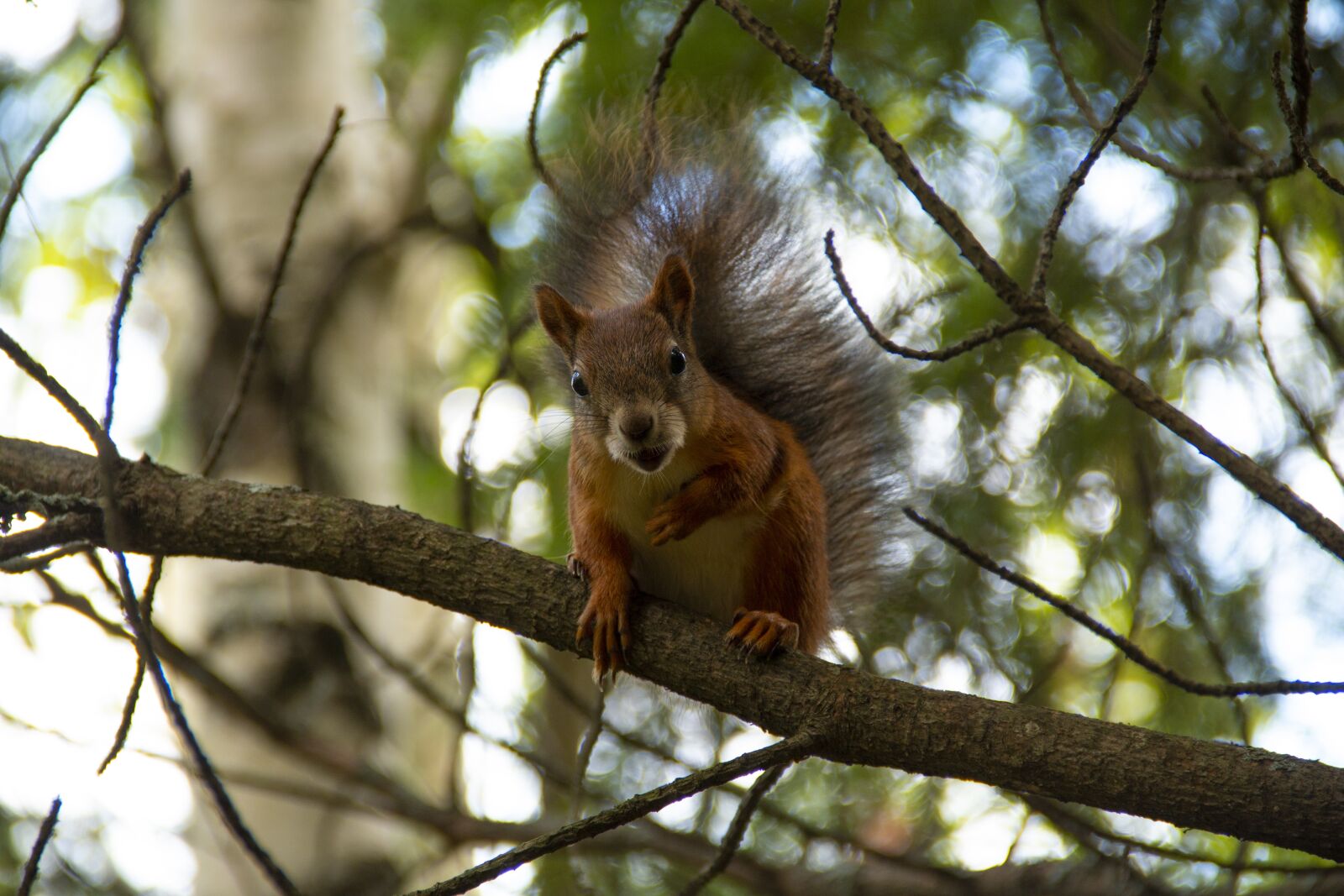 Canon EOS 70D sample photo. Red squirrel, squirrel, tree photography