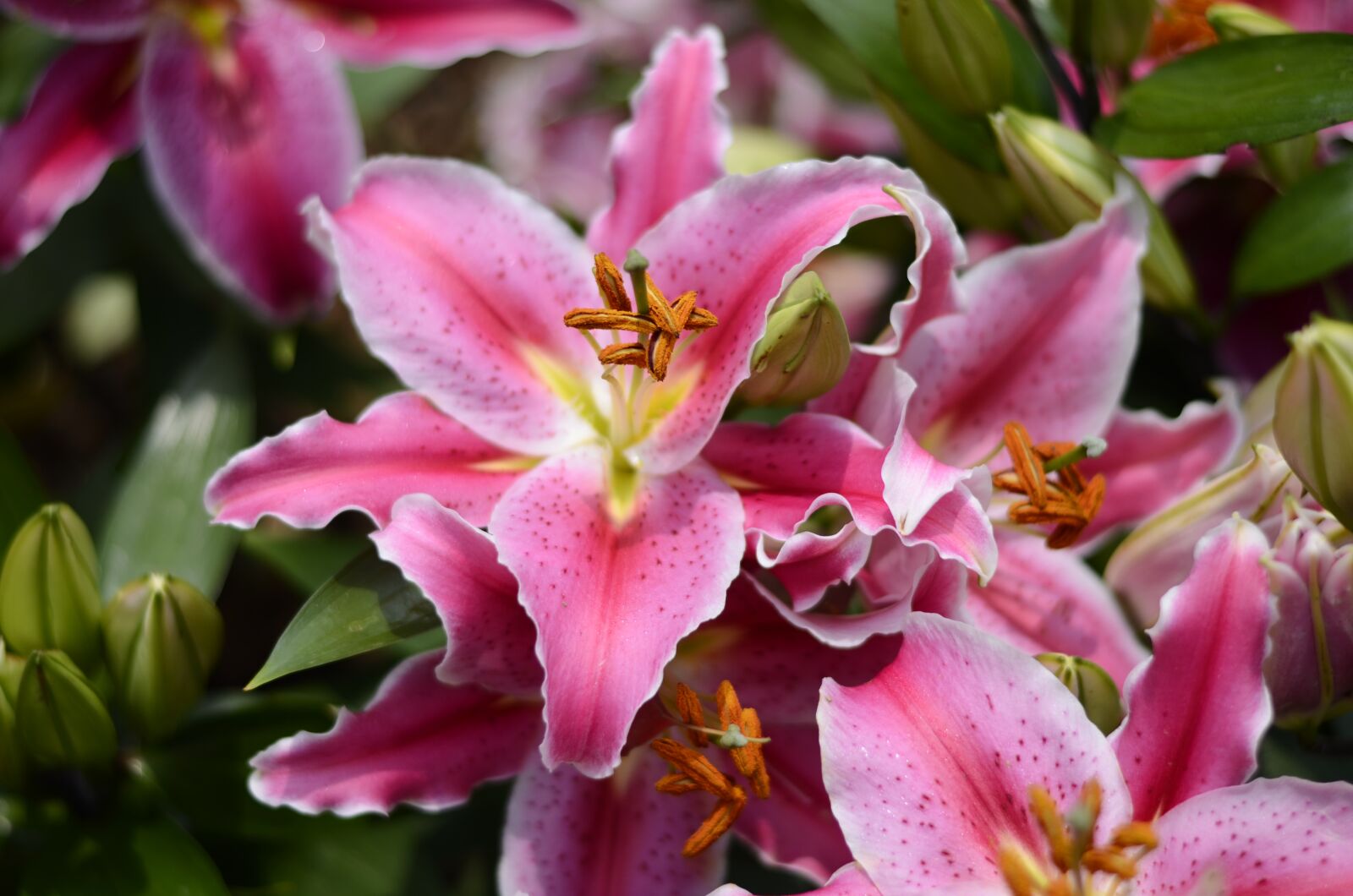Nikon D5100 sample photo. Flower, plant, red flowers photography